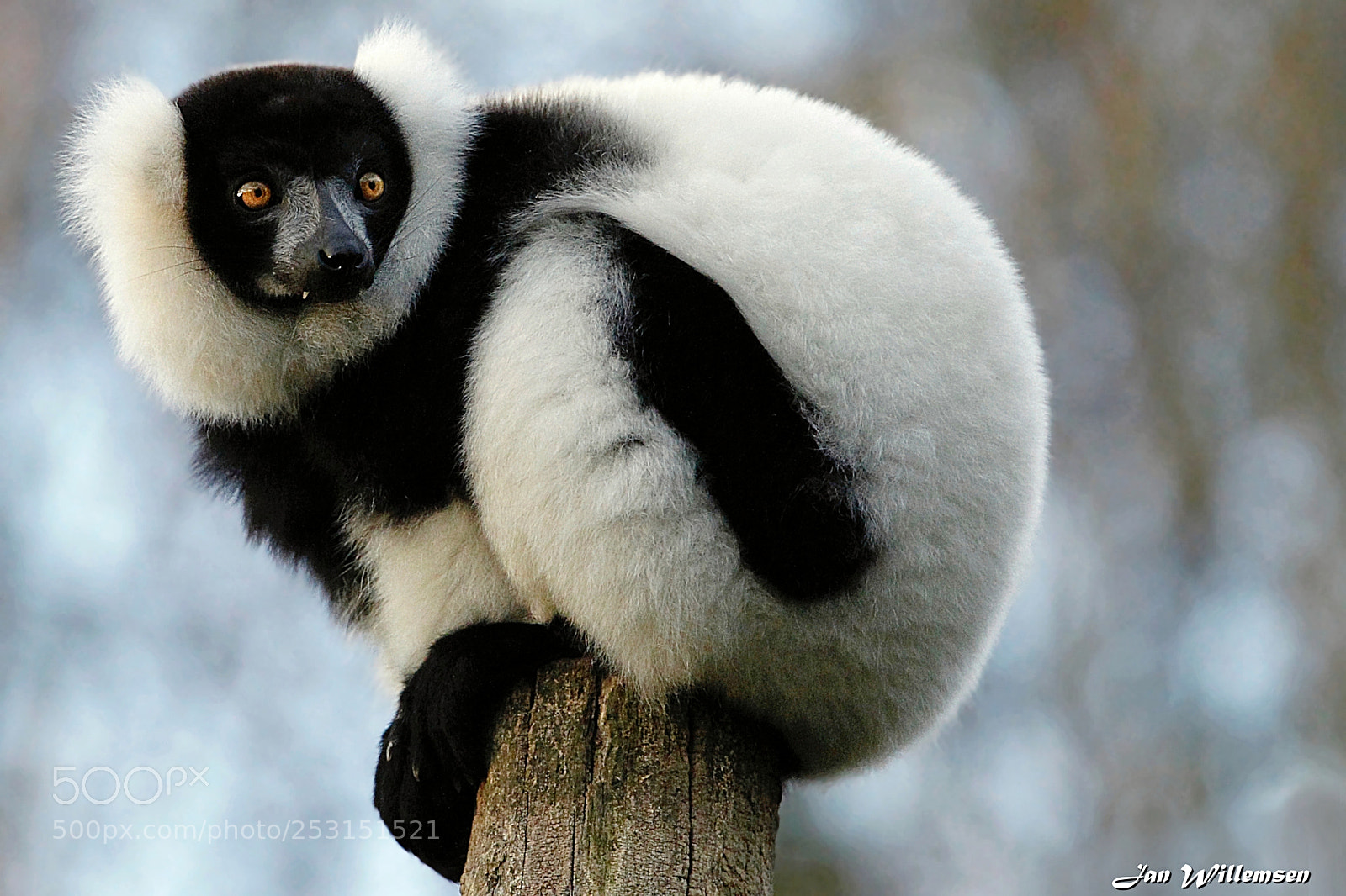 Canon EOS-1D Mark IV sample photo. Black-and-white ruffed lemur photography