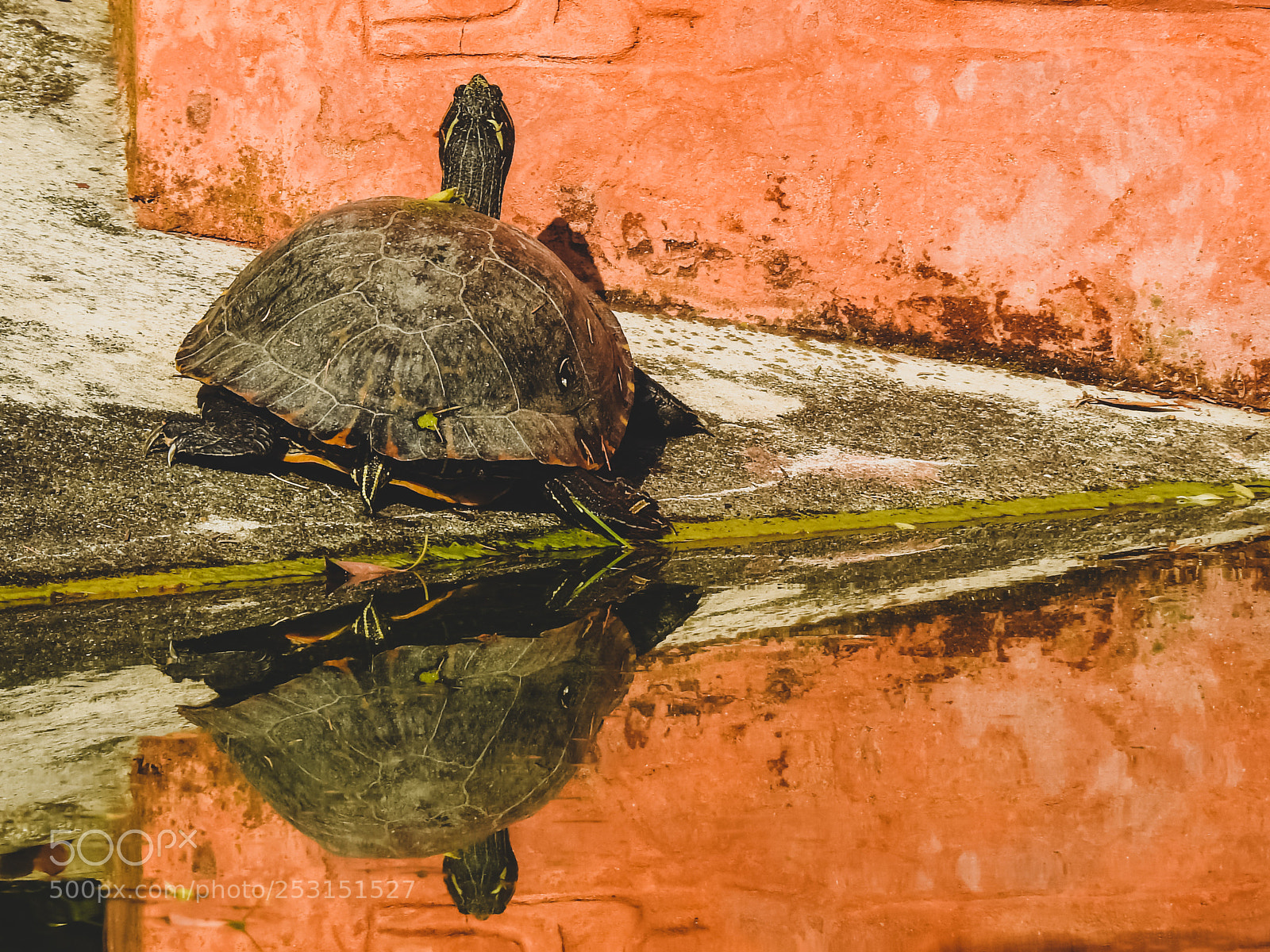 Nikon Coolpix P900 sample photo. Tartaruga - turtle photography