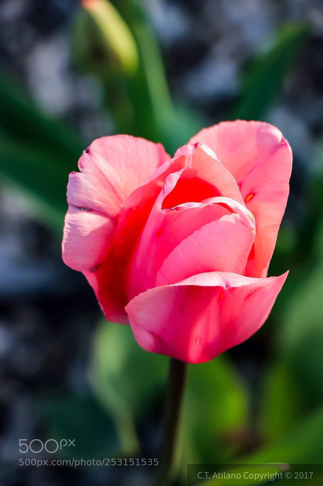 Canon EOS 200D (EOS Rebel SL2 / EOS Kiss X9) sample photo. Pink tulip photography