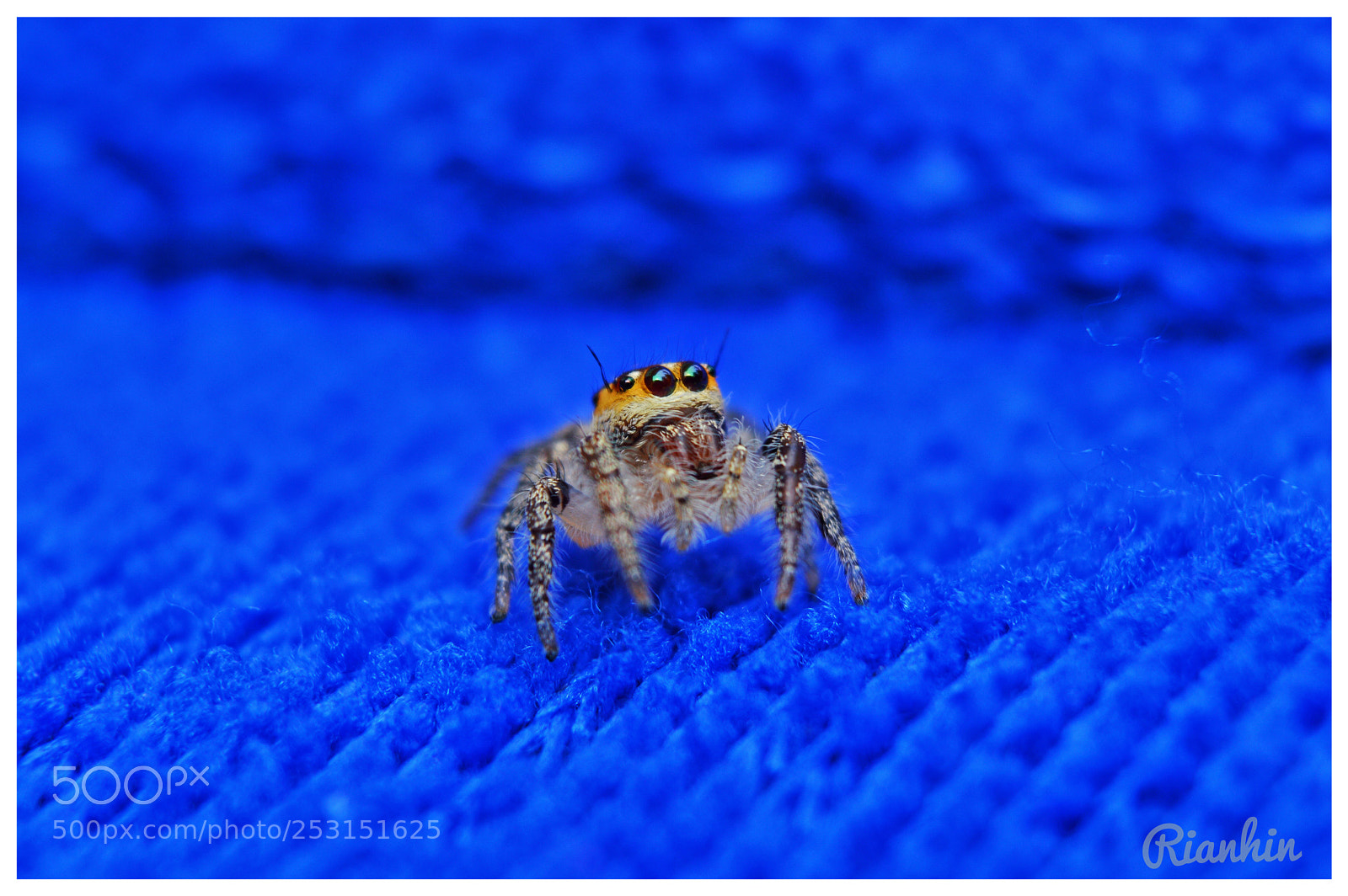 Nikon D3200 sample photo. Jumping spider photography