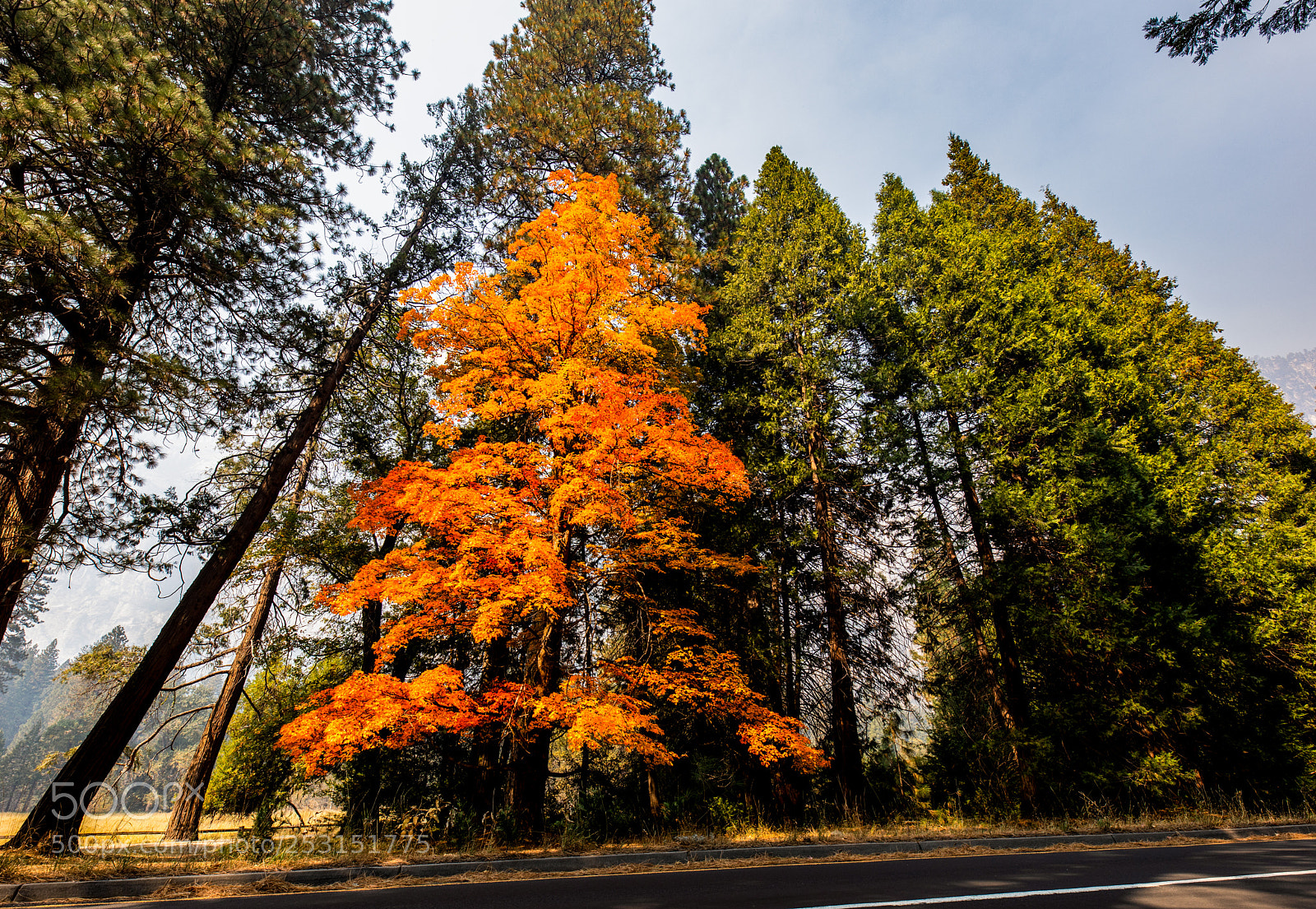 Canon EOS 5D Mark IV sample photo. Yosemite sugar maple photography