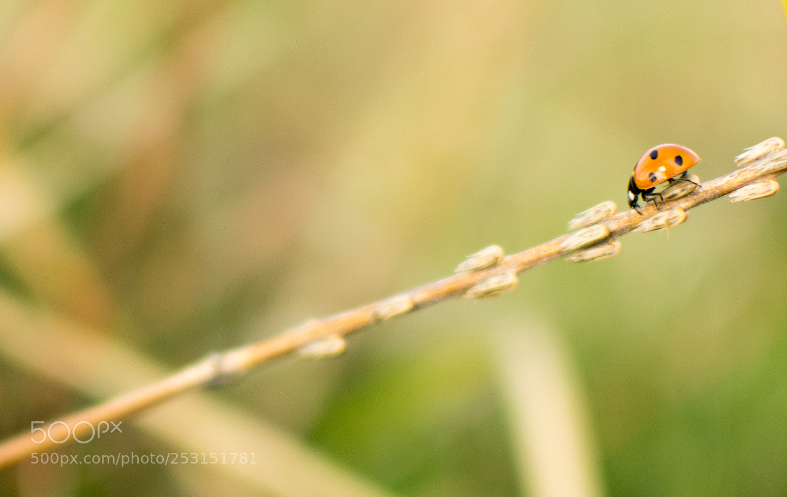 Nikon D5300 sample photo. Lady bug beetle searching photography