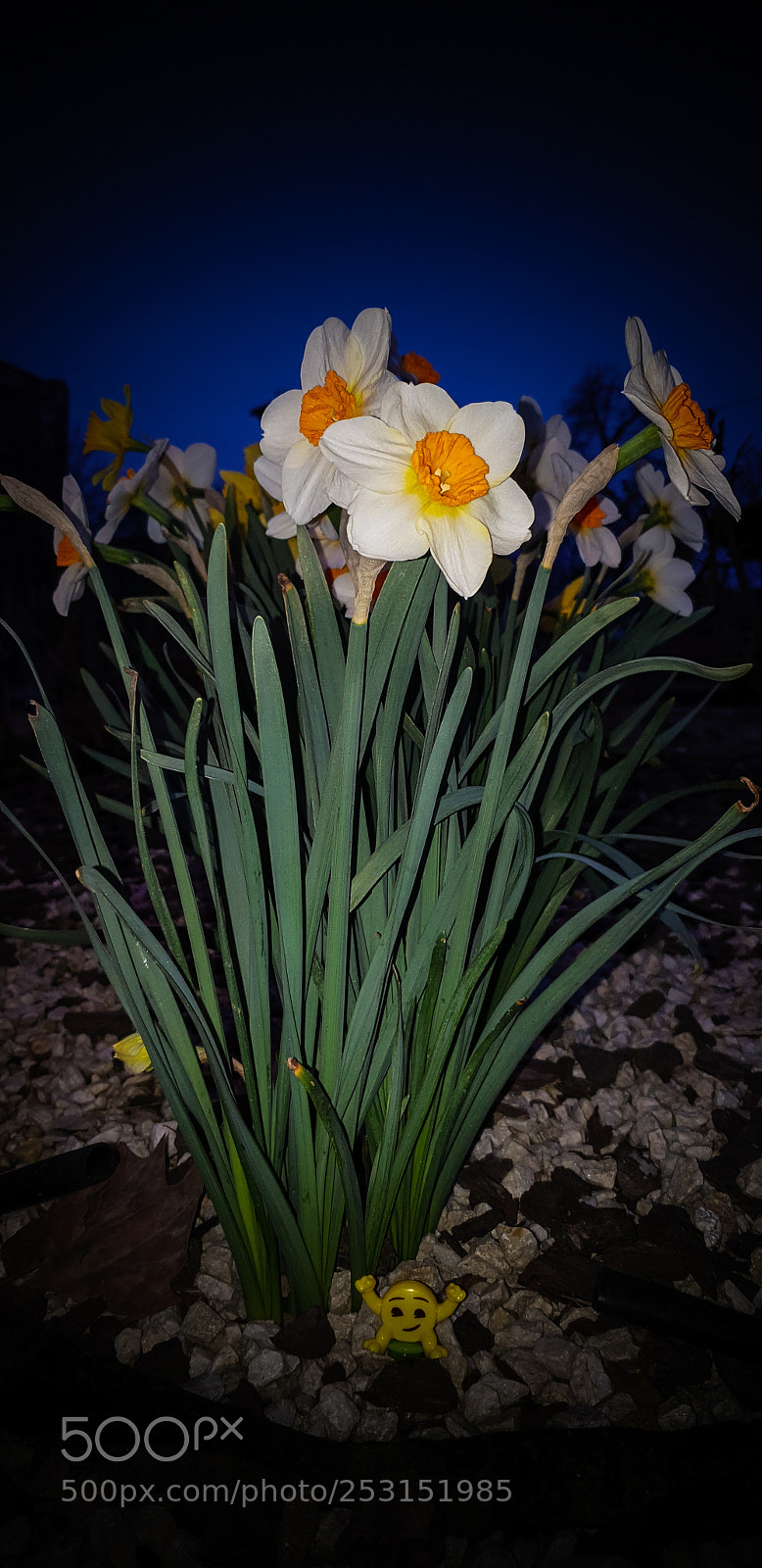 Samsung Galaxy S9+ sample photo. Untitled photography