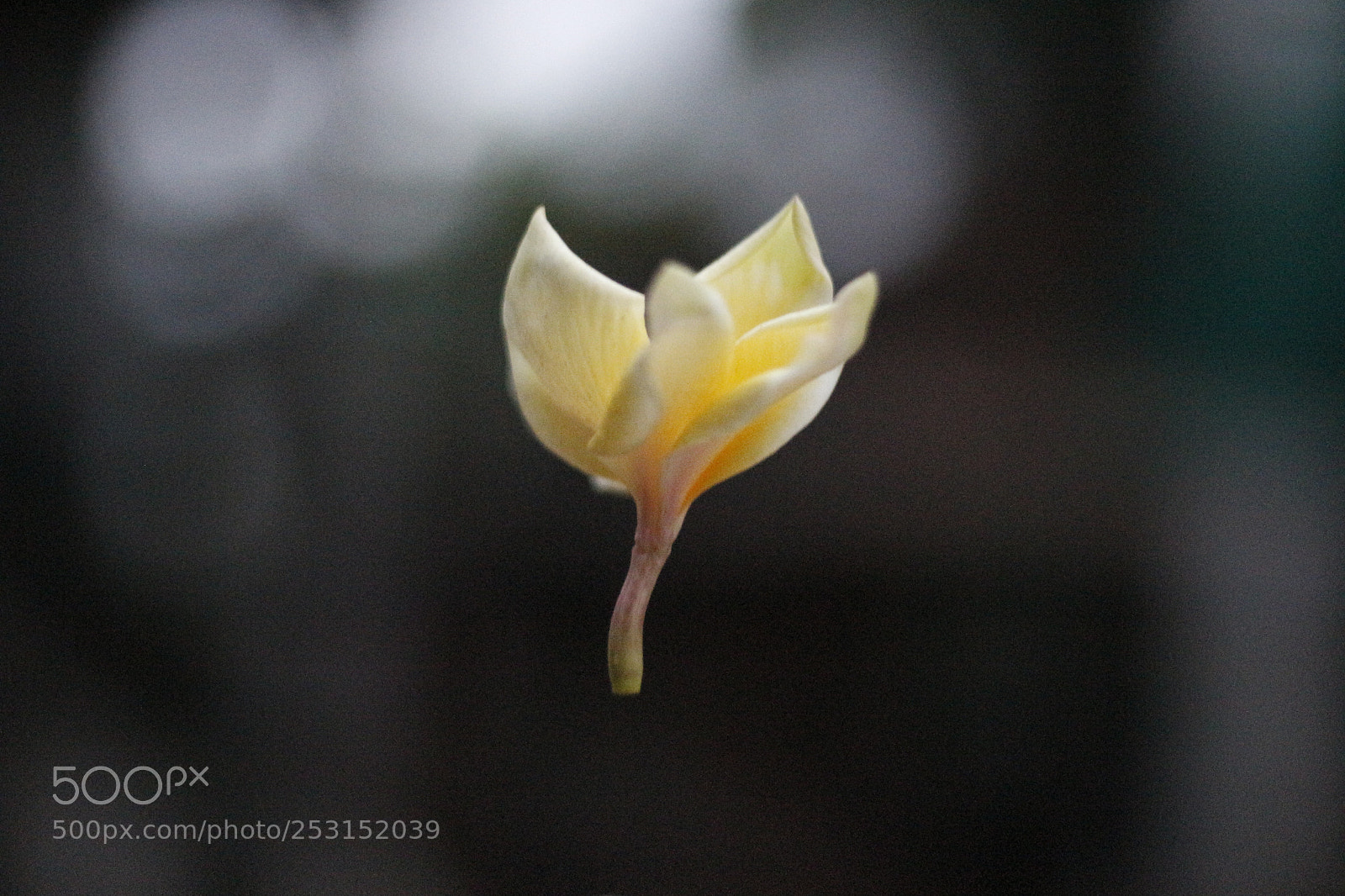 Canon EOS 700D (EOS Rebel T5i / EOS Kiss X7i) + Canon EF 50mm F1.8 STM sample photo. Falling photography