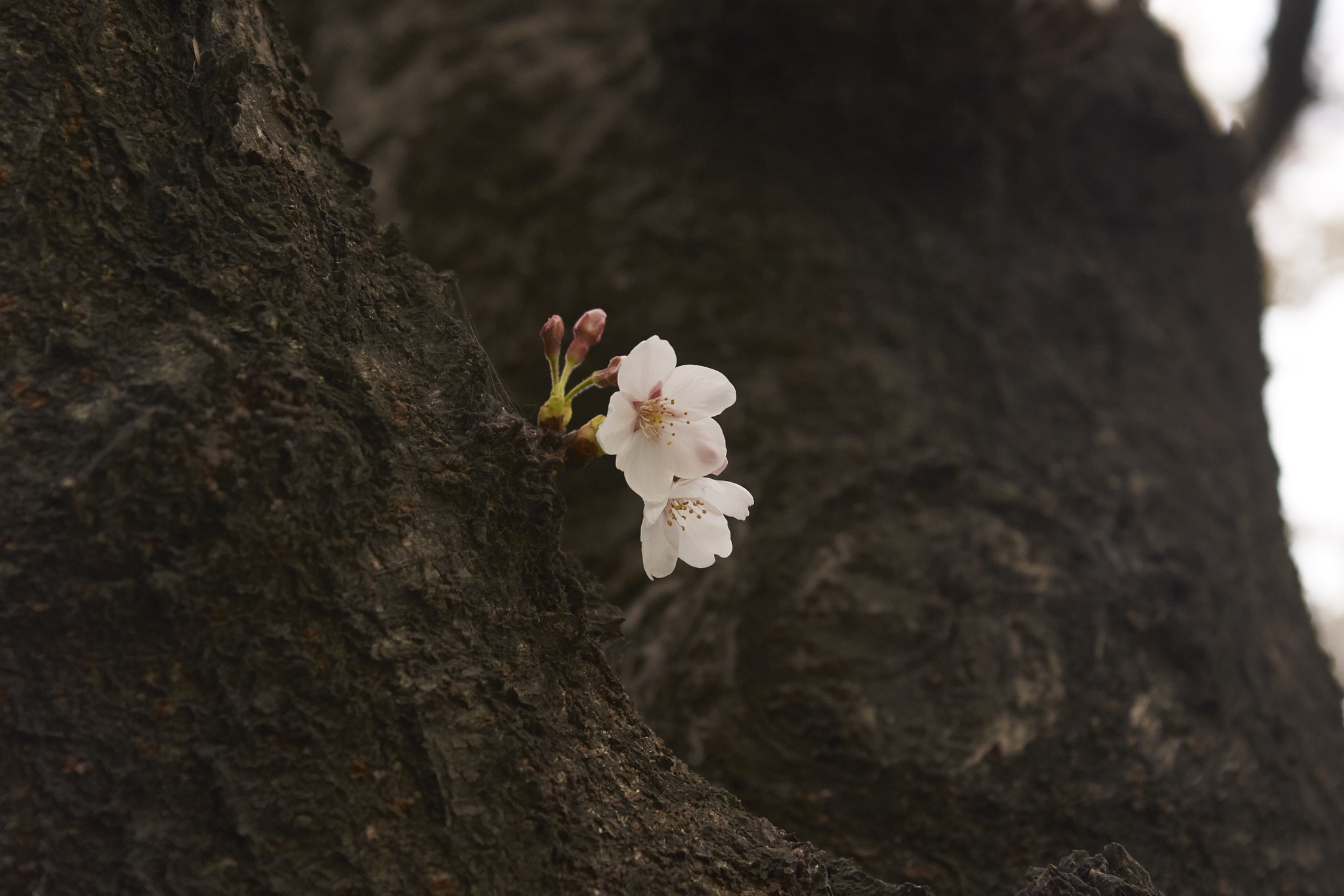 Sony Alpha DSLR-A900 sample photo