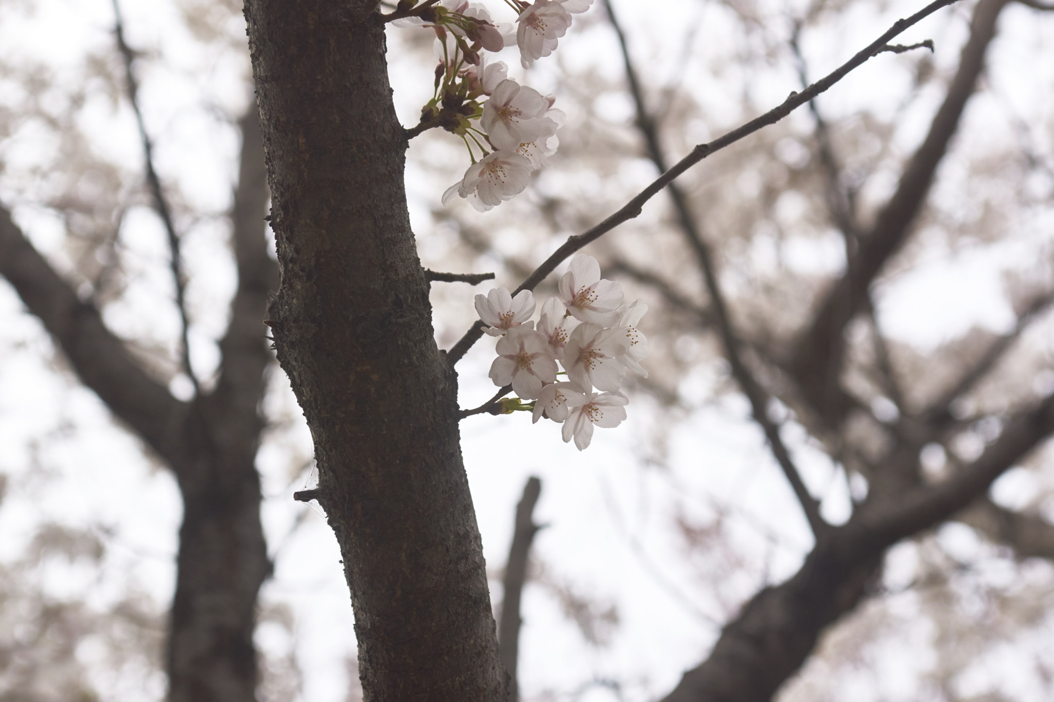 Sony Alpha DSLR-A900 sample photo