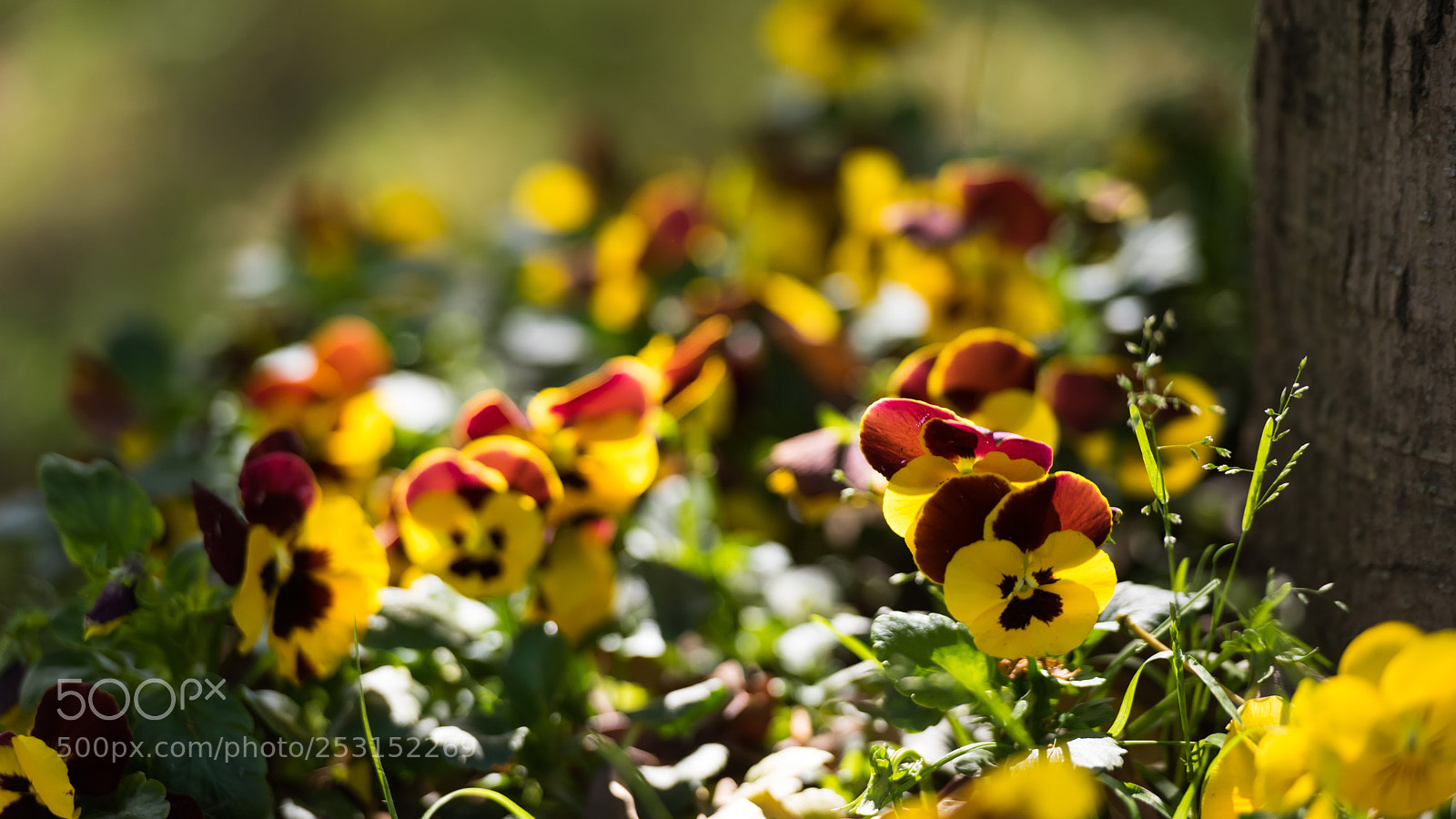 Nikon D810 sample photo. Yellow flowers on campus校道小黄花 photography