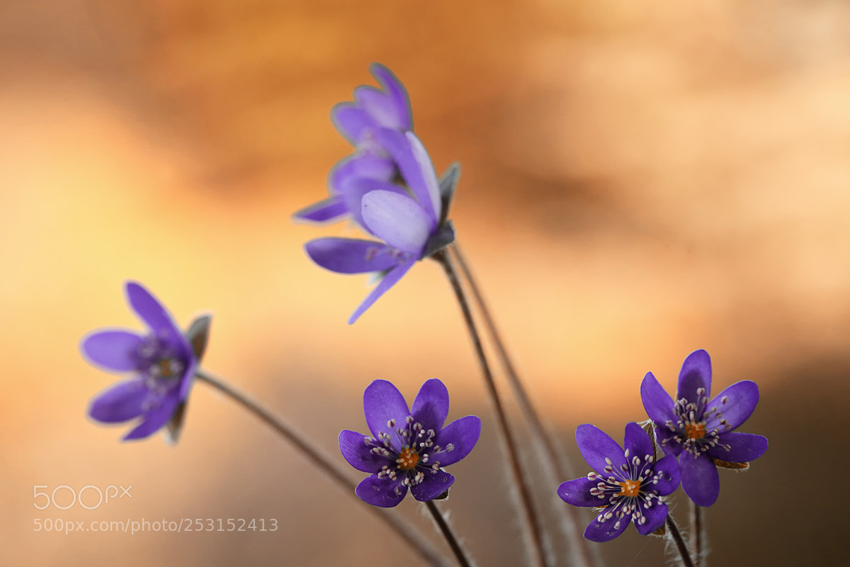 Canon EOS 5D Mark II sample photo. Hepatica nobilis photography
