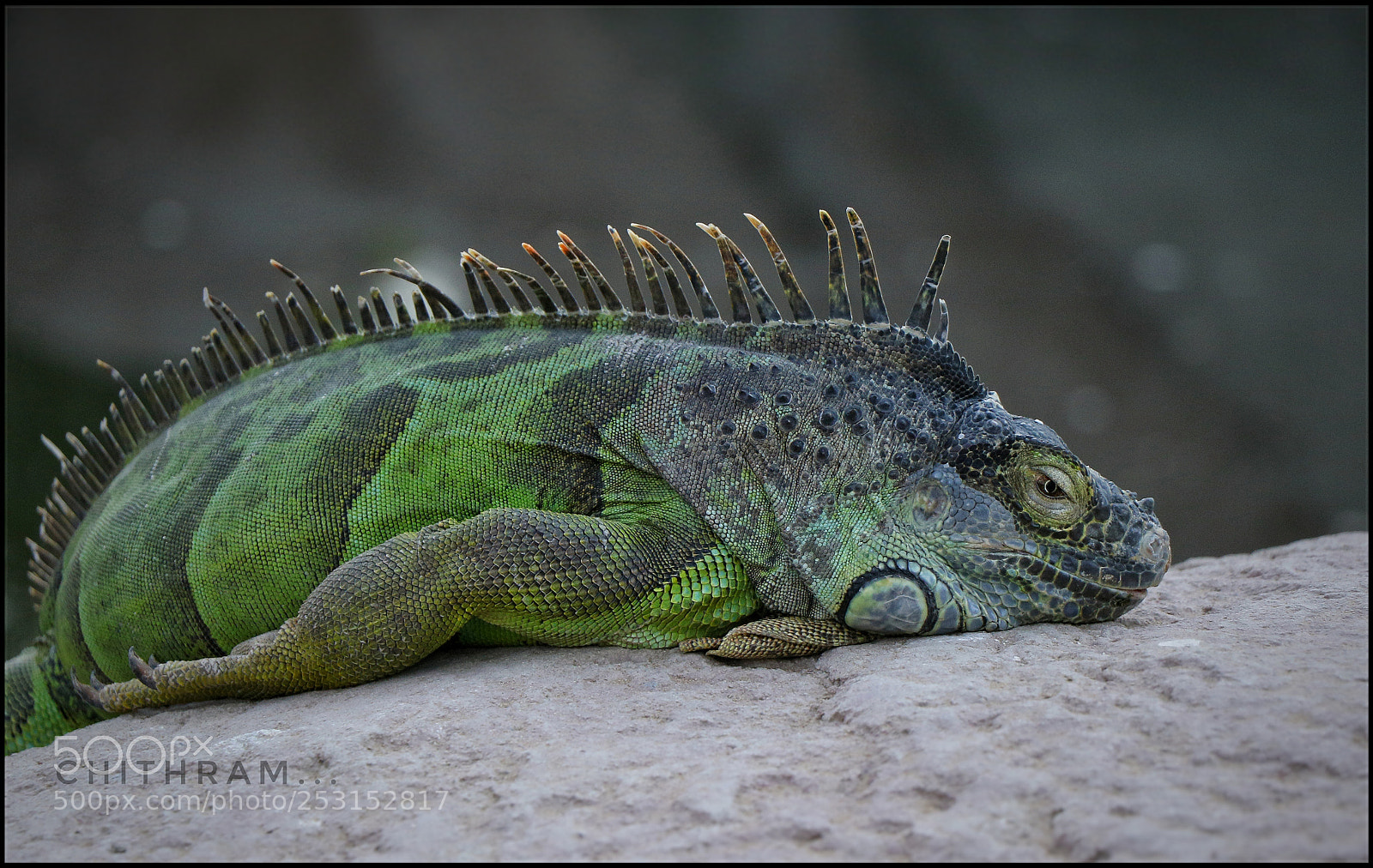 Canon EOS 7D Mark II sample photo. Lizard photography
