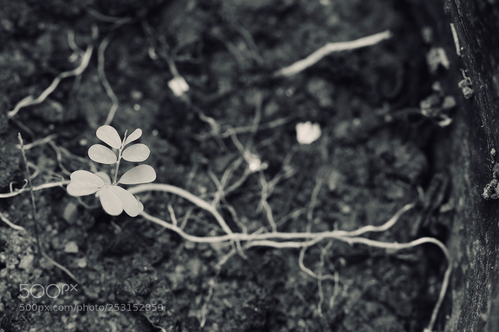 Canon EOS 80D sample photo. Roots photography
