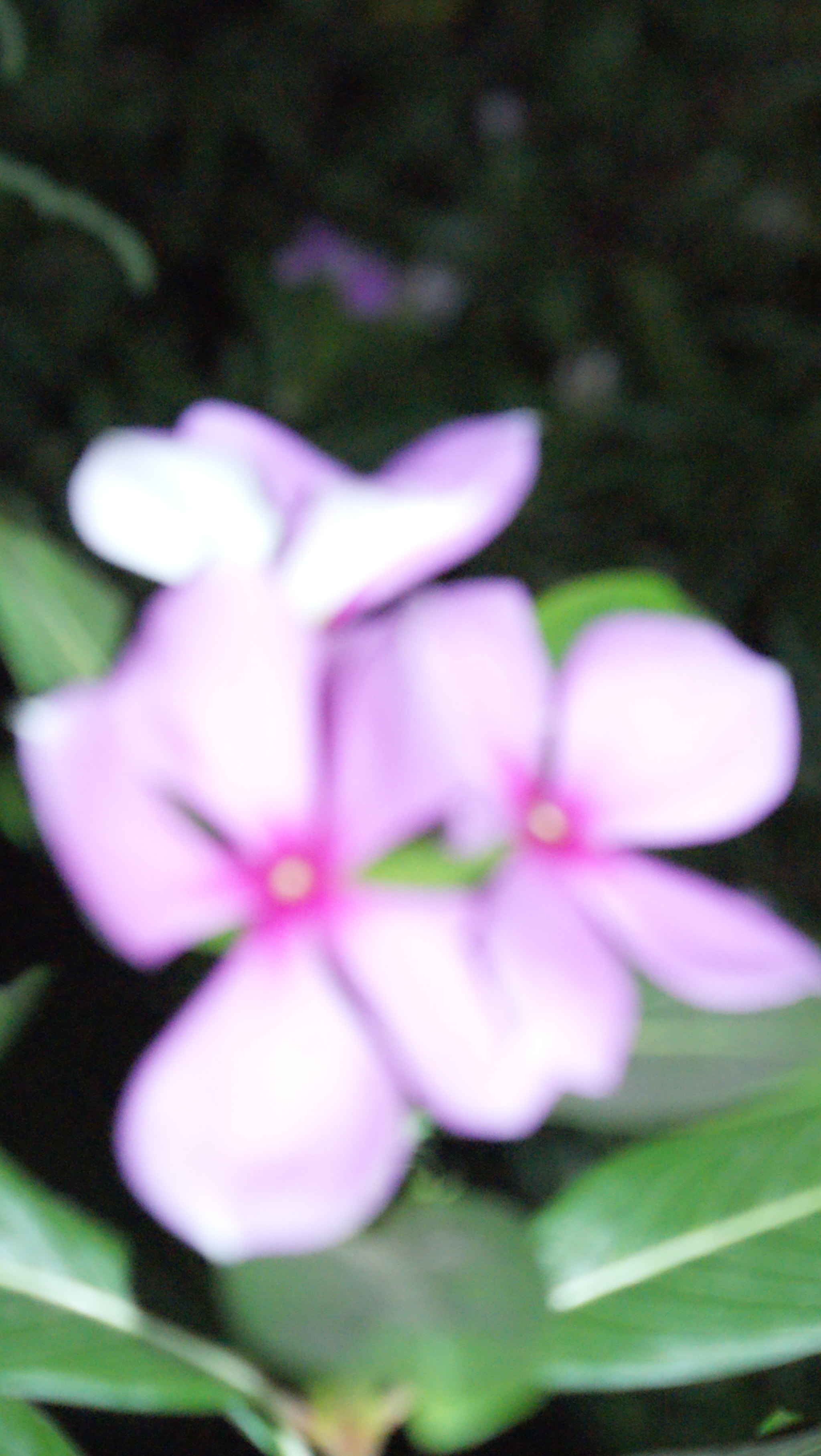 Sony Alpha DSLR-A300 sample photo. Sony dsc photography