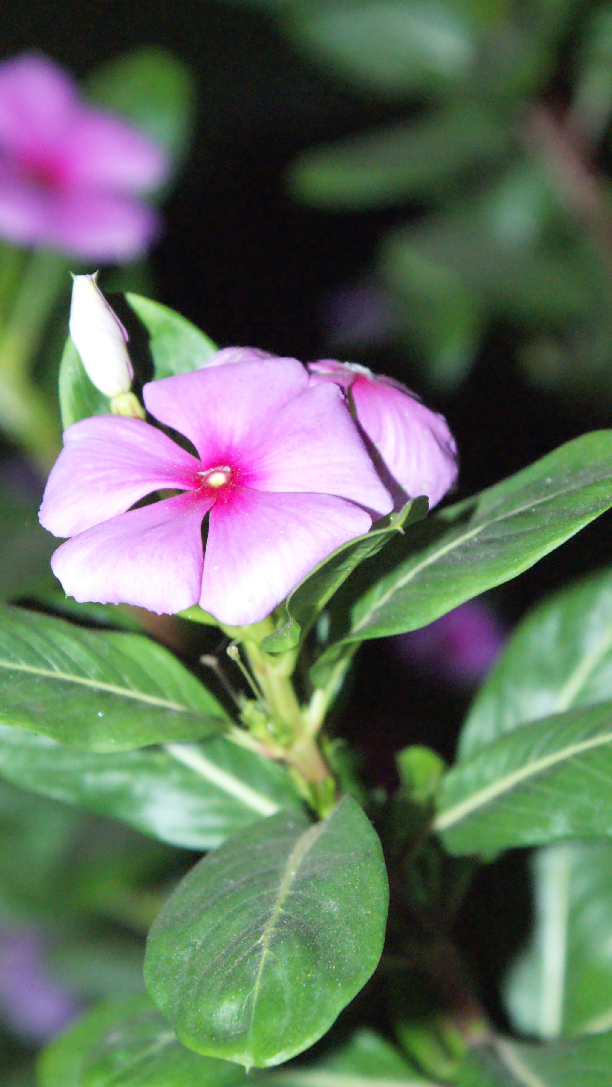 Sony Alpha DSLR-A300 sample photo. Sony dsc photography