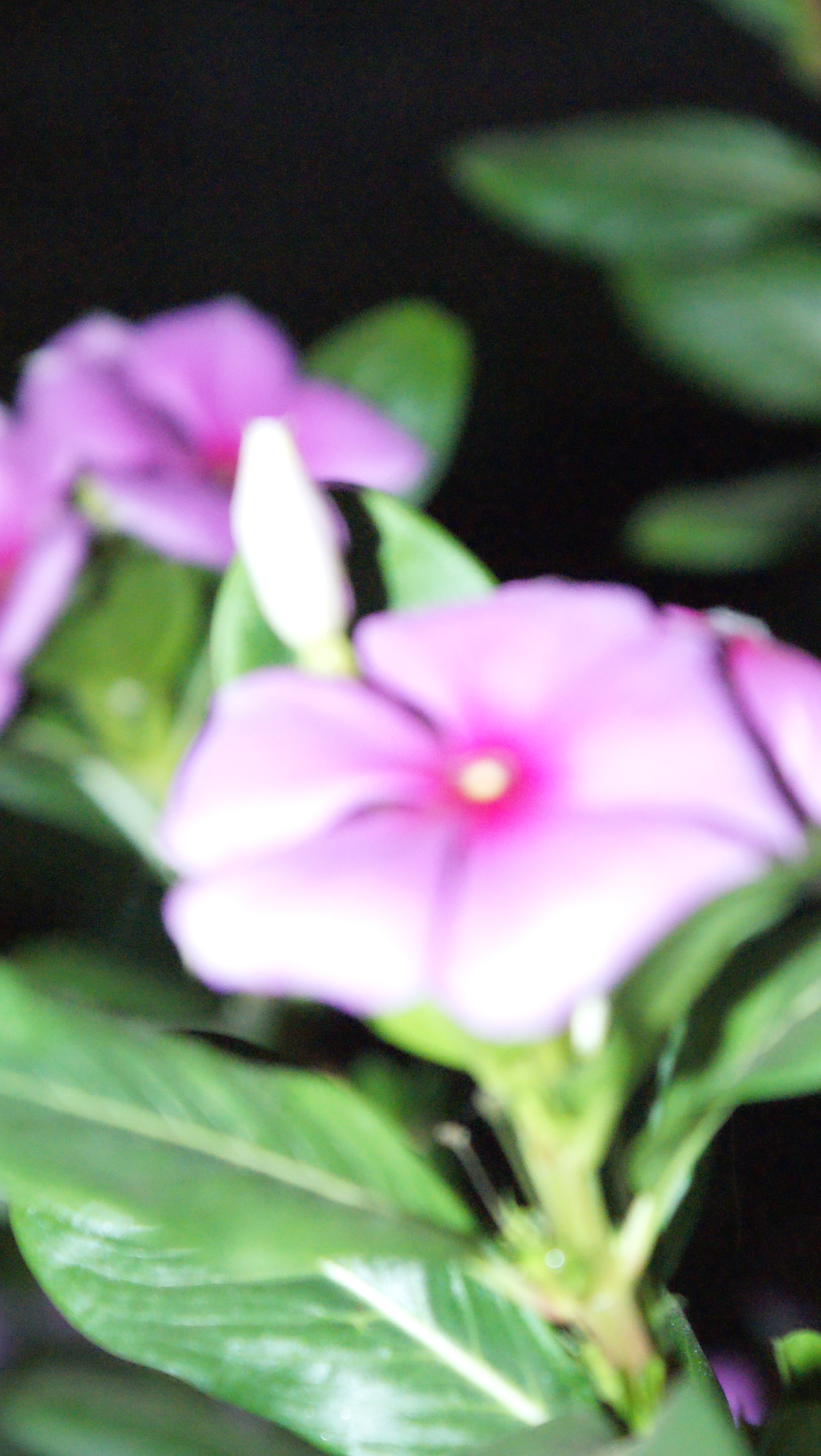 Sony Alpha DSLR-A300 sample photo. Sony dsc photography