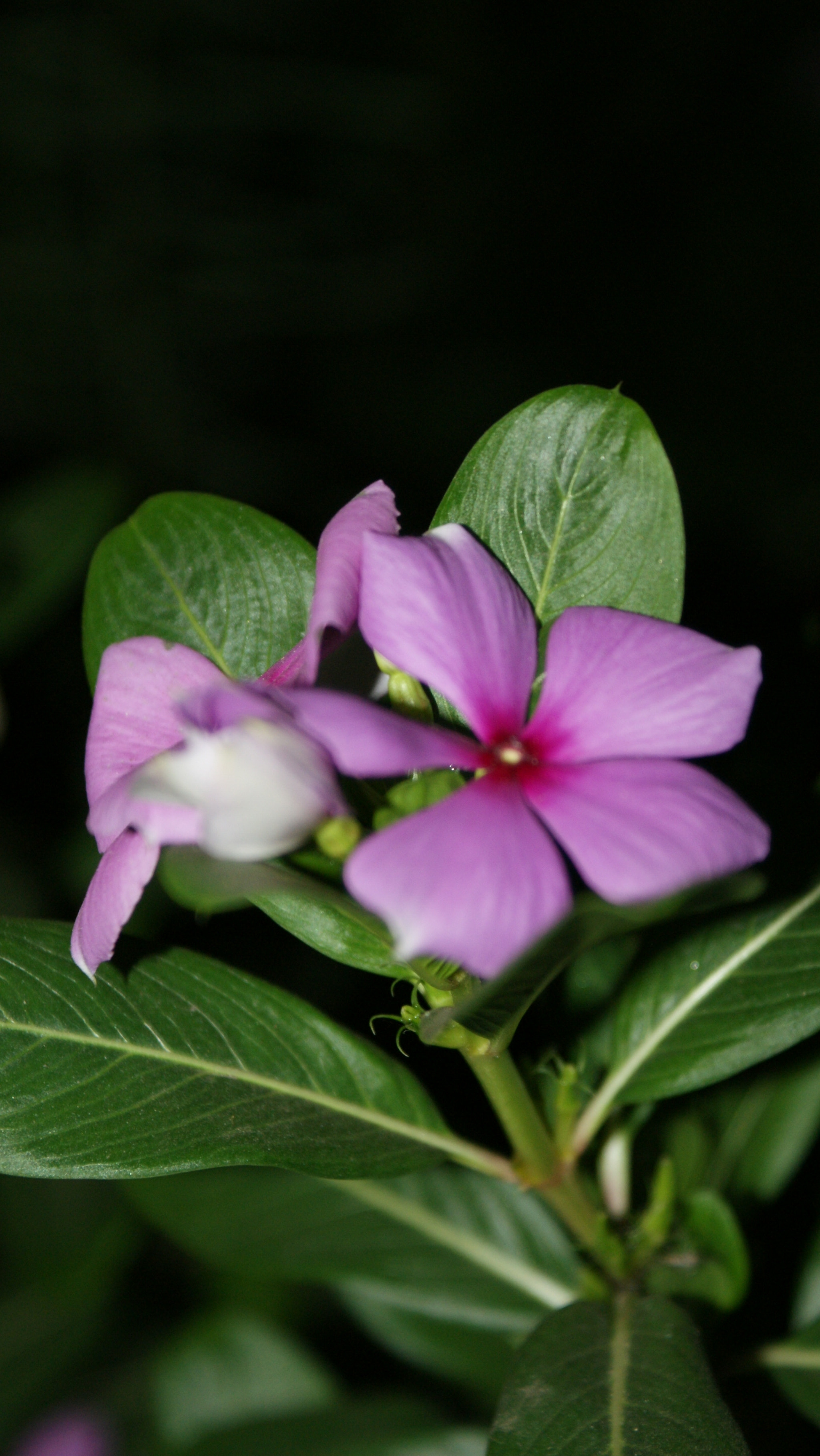 Sony Alpha DSLR-A300 sample photo. Sony dsc photography