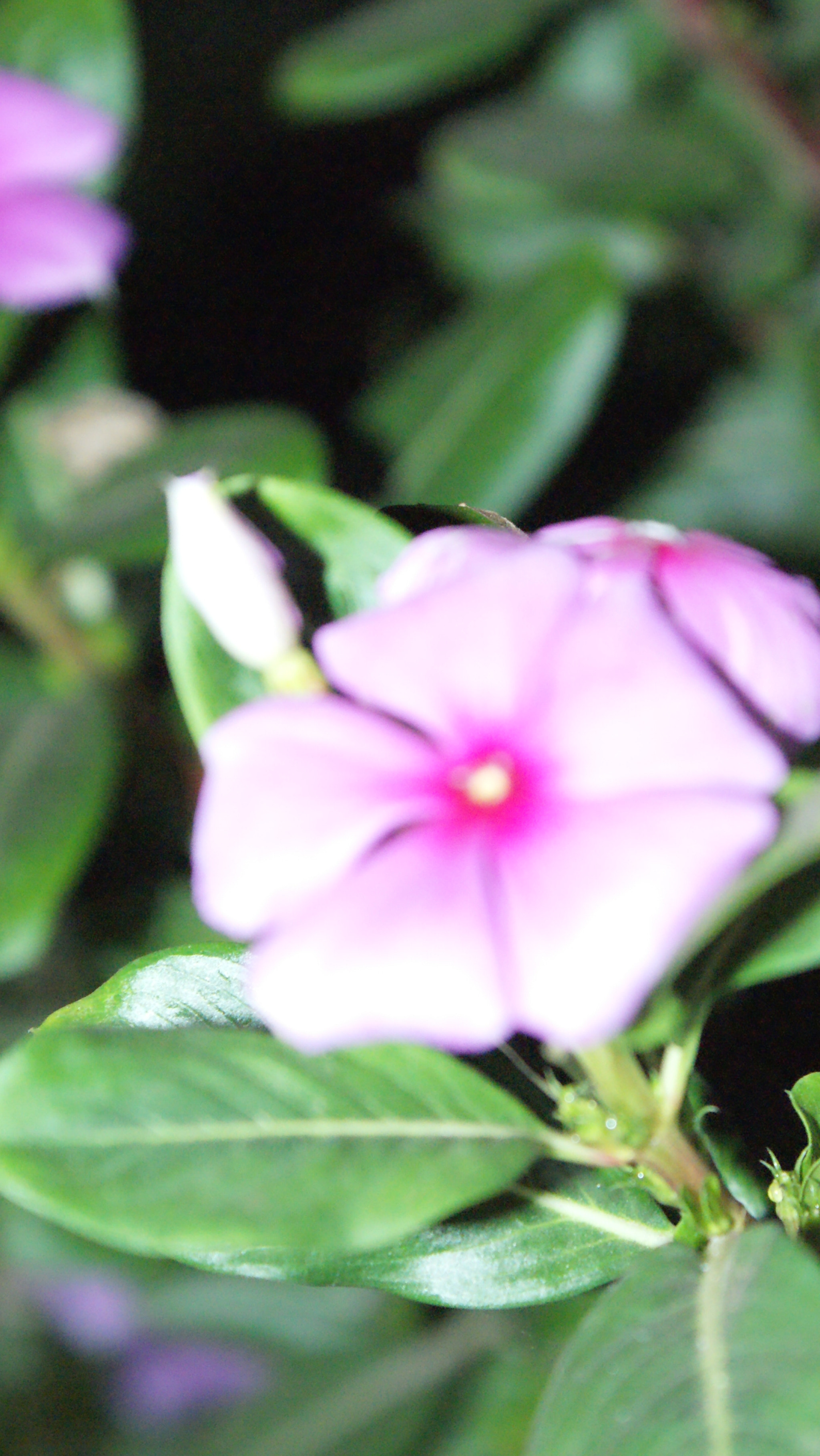 Sony Alpha DSLR-A300 sample photo. Sony dsc photography