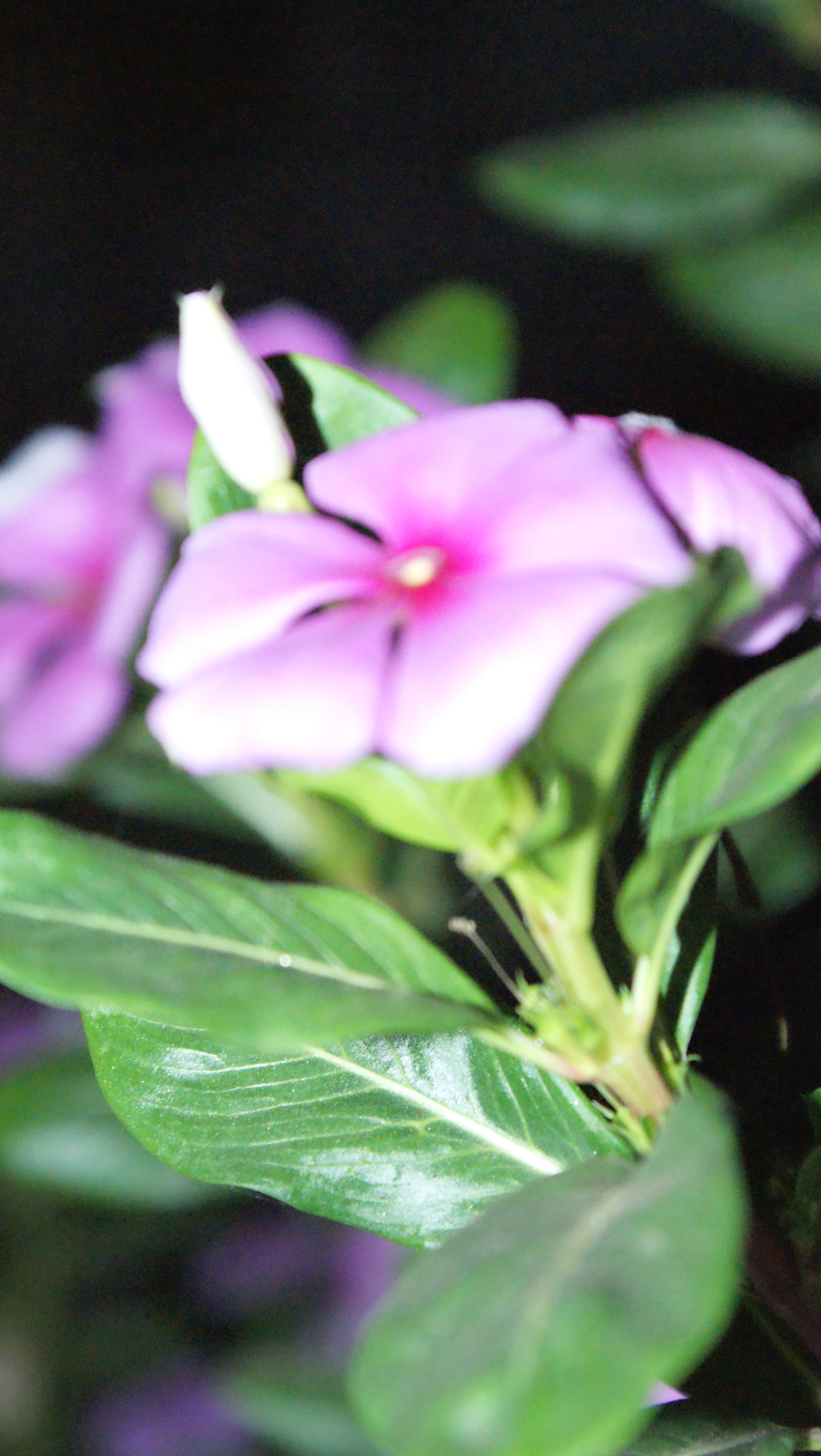 Sony Alpha DSLR-A300 sample photo. Sony dsc photography