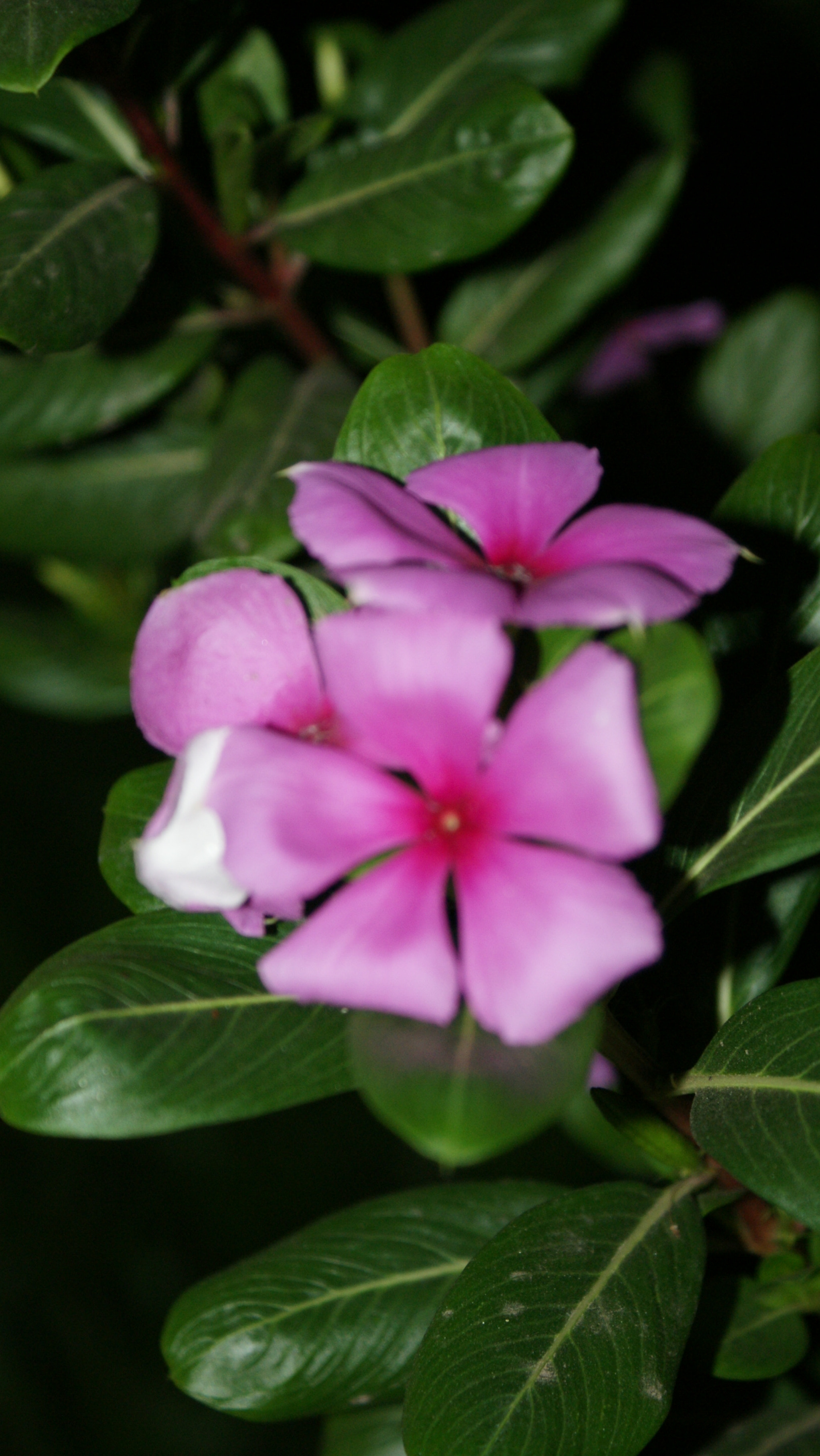Sony Alpha DSLR-A300 sample photo. Sony dsc photography