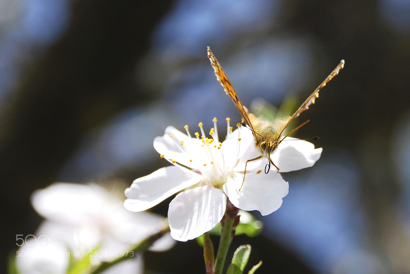 Nikon D60 sample photo. Sobre el almendro photography