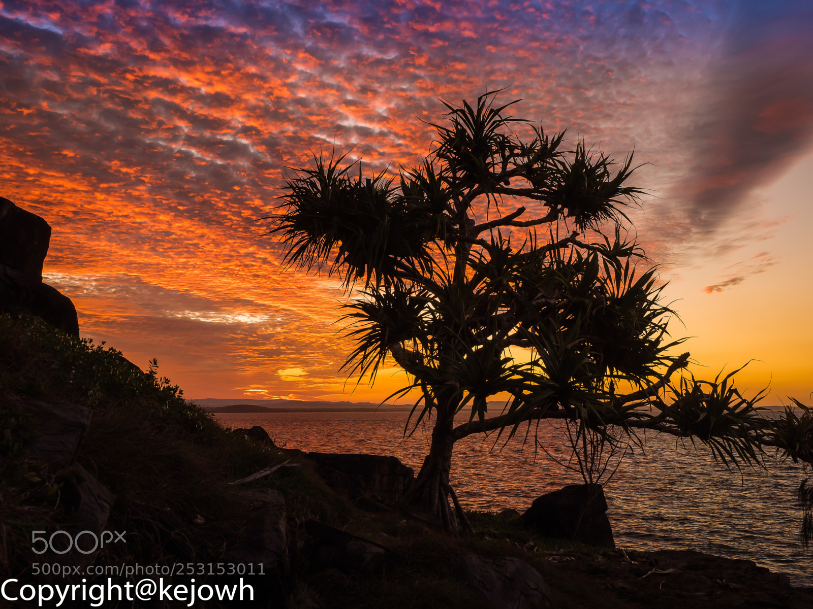 Olympus OM-D E-M1 sample photo. Essence of noosa photography