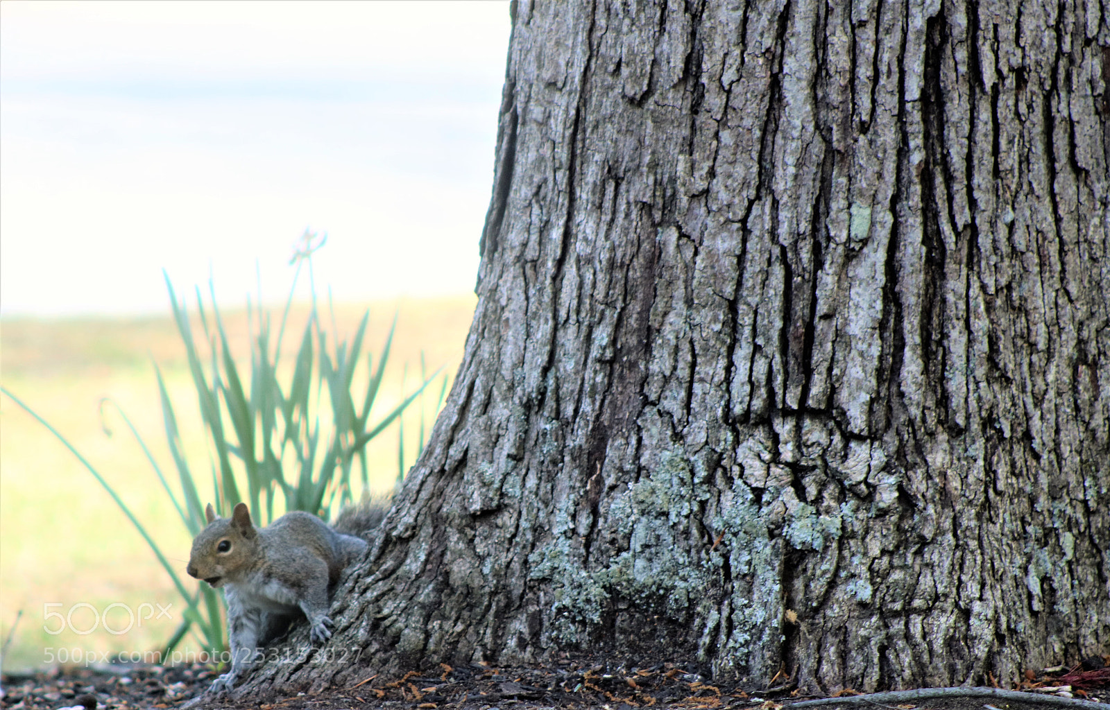 Canon EOS 760D (EOS Rebel T6s / EOS 8000D) sample photo. Peepin’ photography