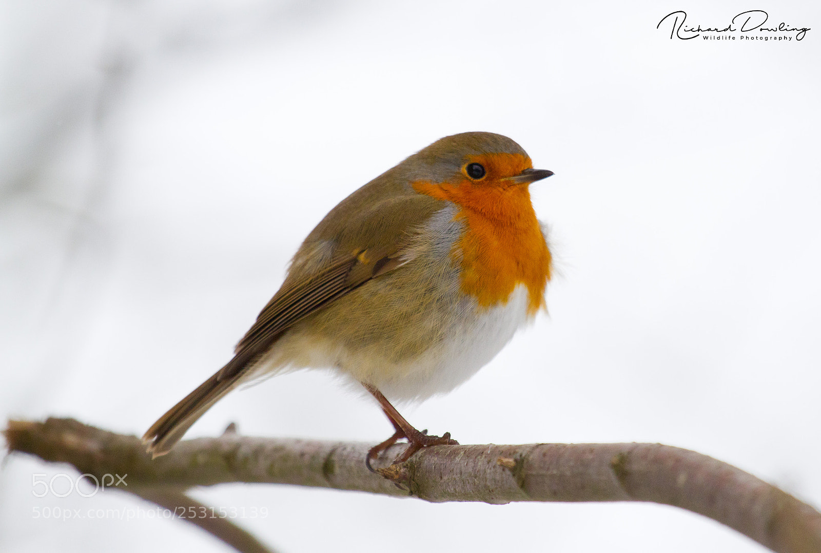 Canon EOS 7D sample photo. Snow week robin photography