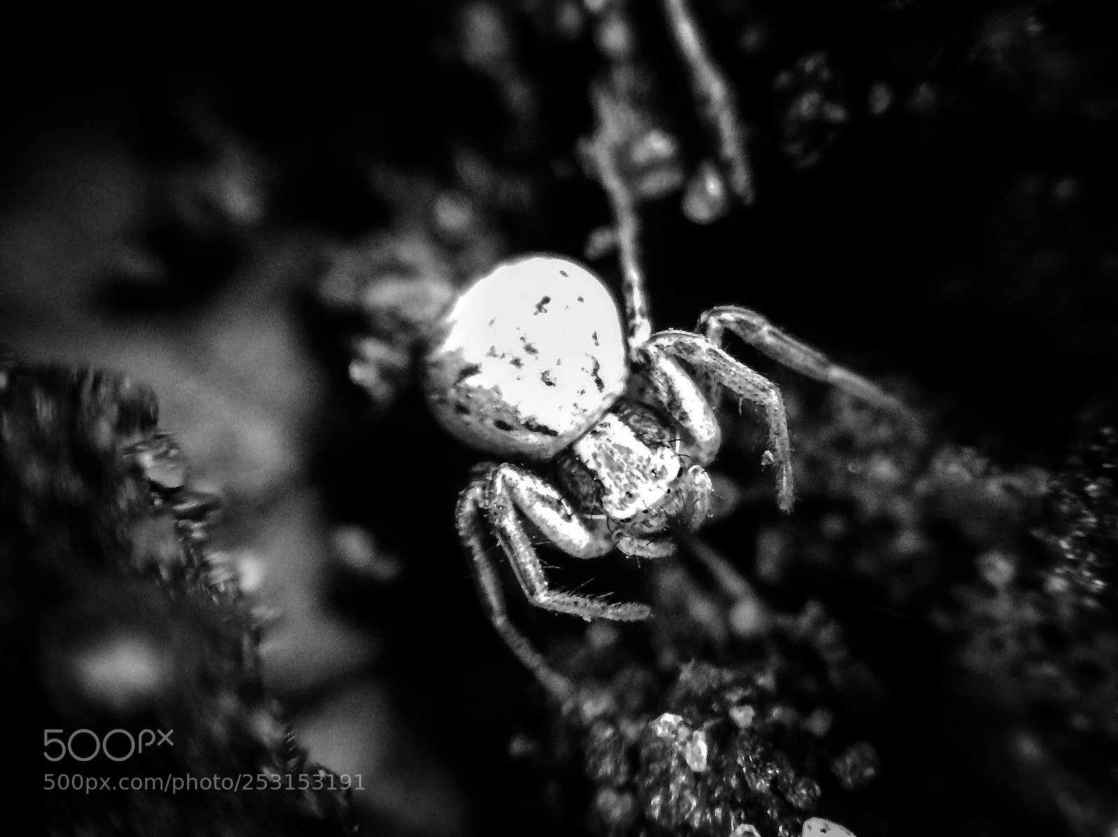 Apple iPhone 5s sample photo. Crab spider photography