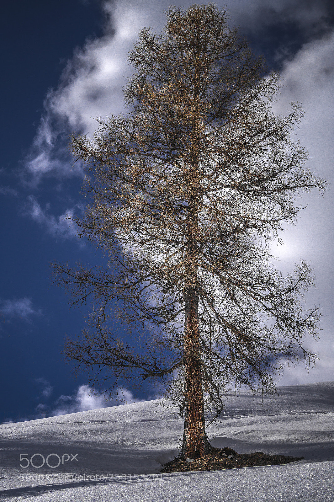 Sony SLT-A58 sample photo. Tree photography