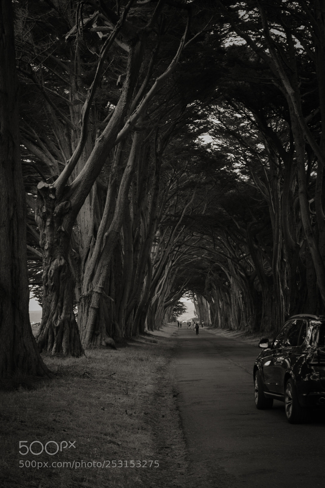 Nikon D5300 sample photo. Monochrome dreams photography