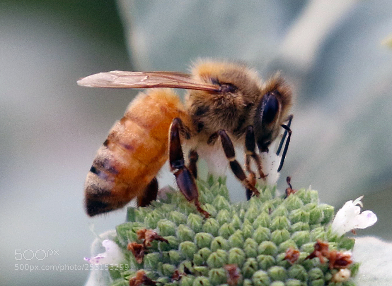 Canon EOS 7D Mark II sample photo. To bee or not photography