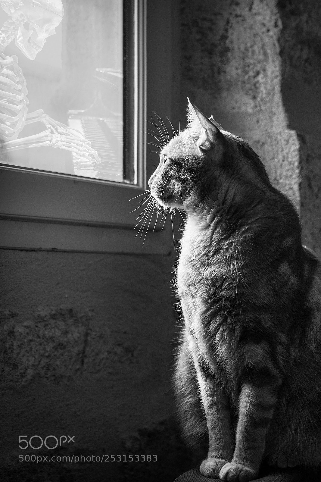 Fujifilm X-T20 sample photo. Le chat d'oscar photography