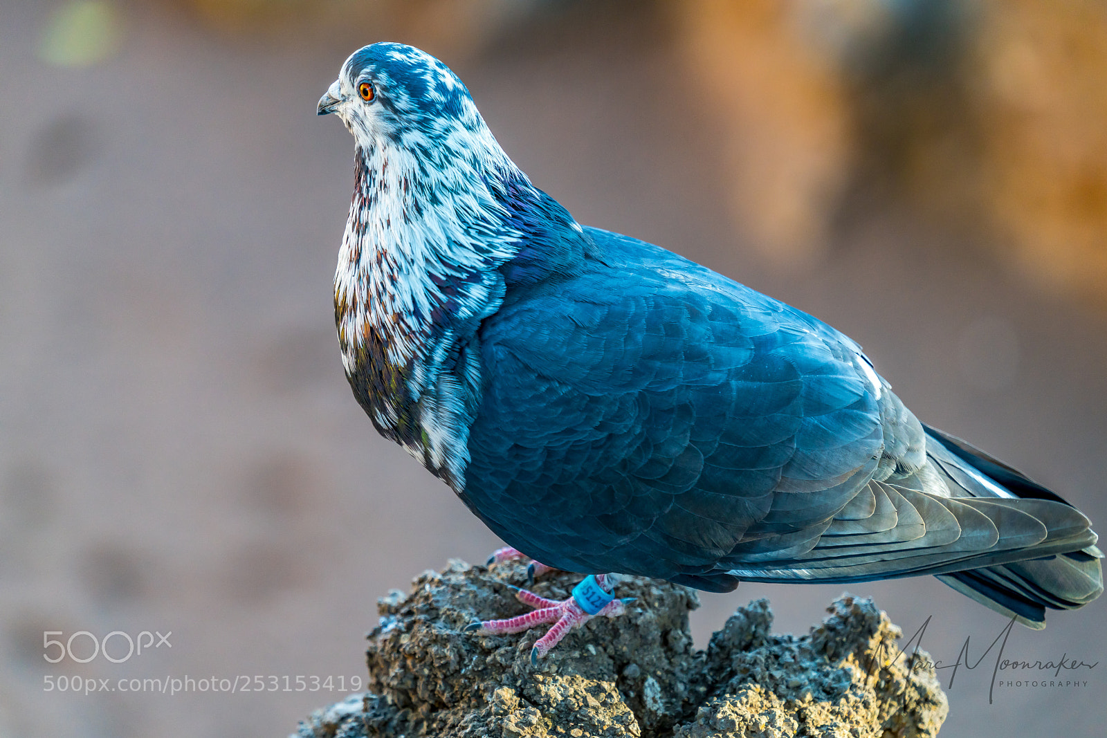 Sony a7R II sample photo. Pigeon on a rock photography