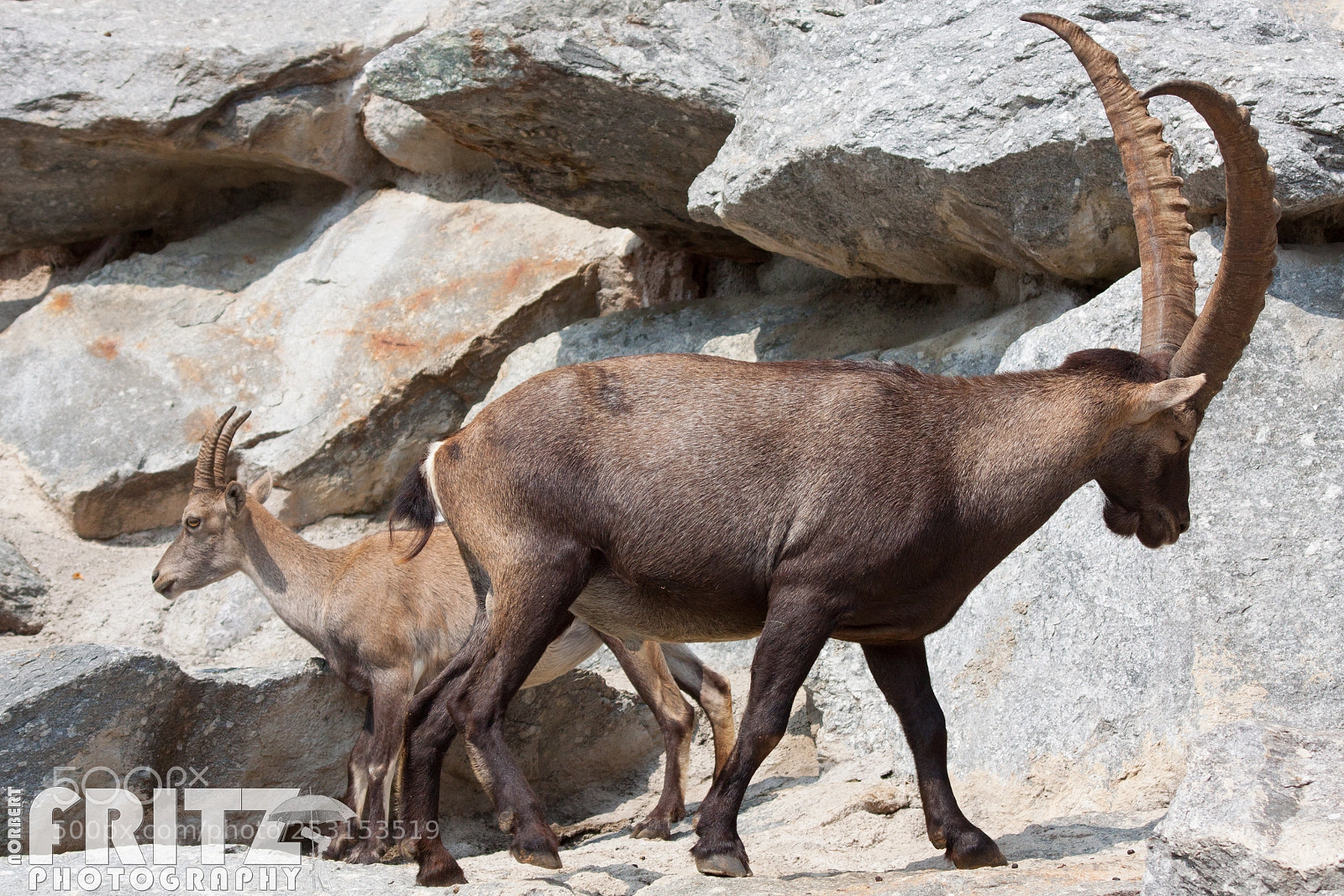 Canon EOS 50D sample photo. Steinb cke im alpenzoo photography