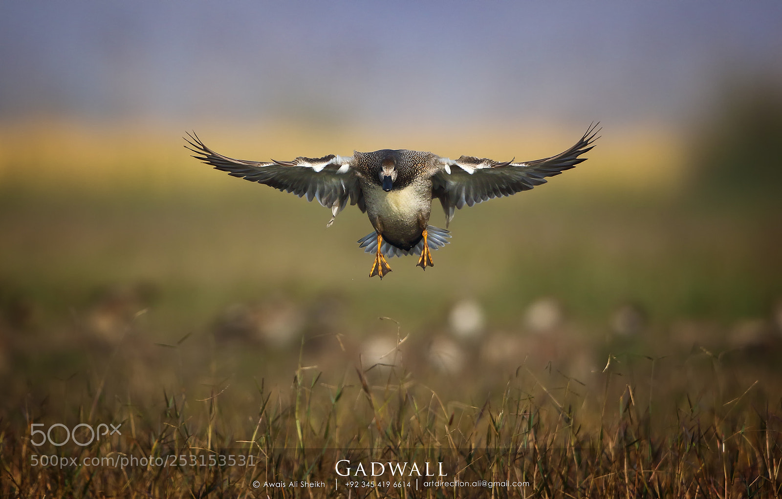 Canon EOS 7D Mark II sample photo. Gadwall-male photography