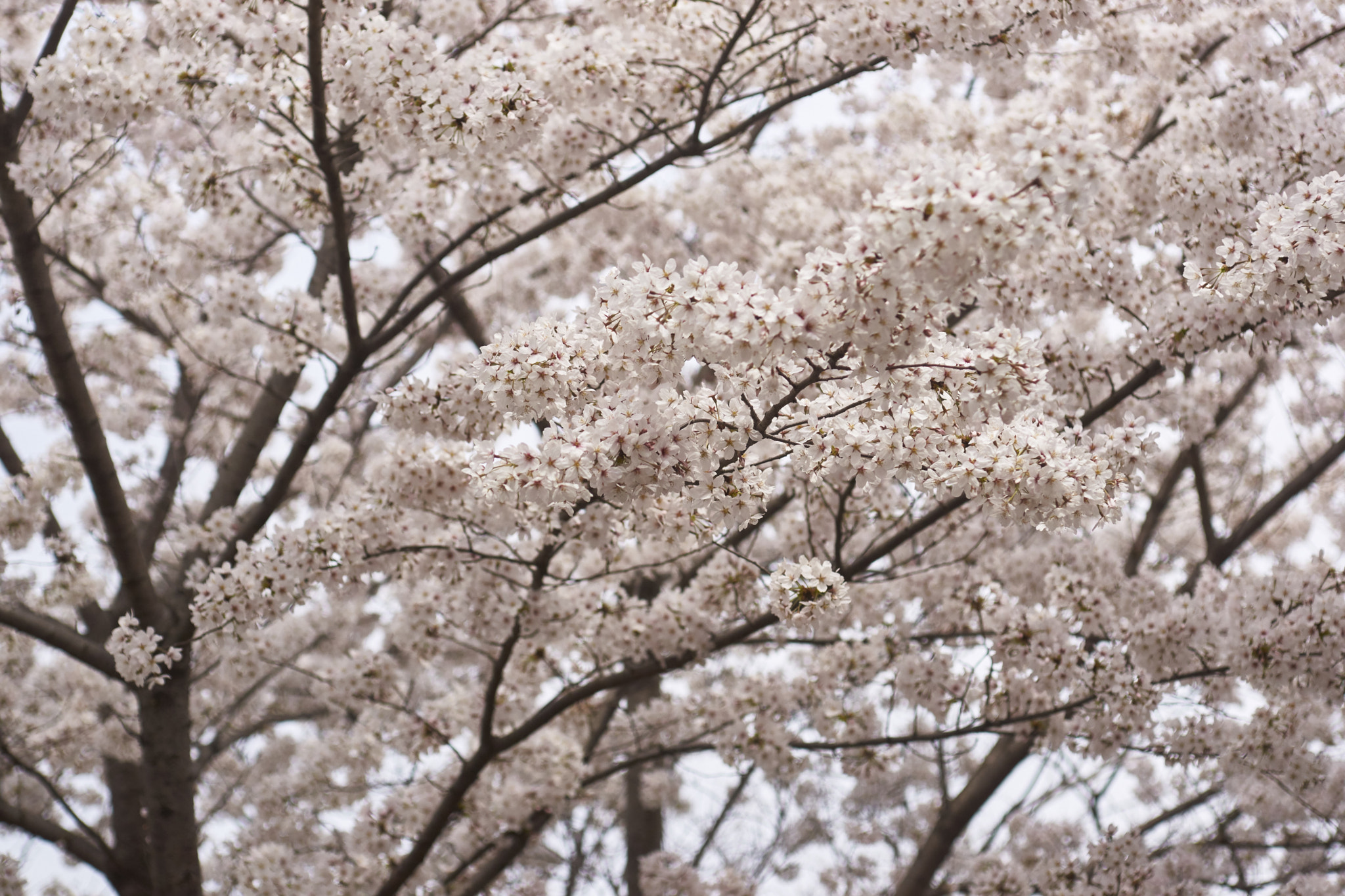 Sony Alpha DSLR-A900 sample photo