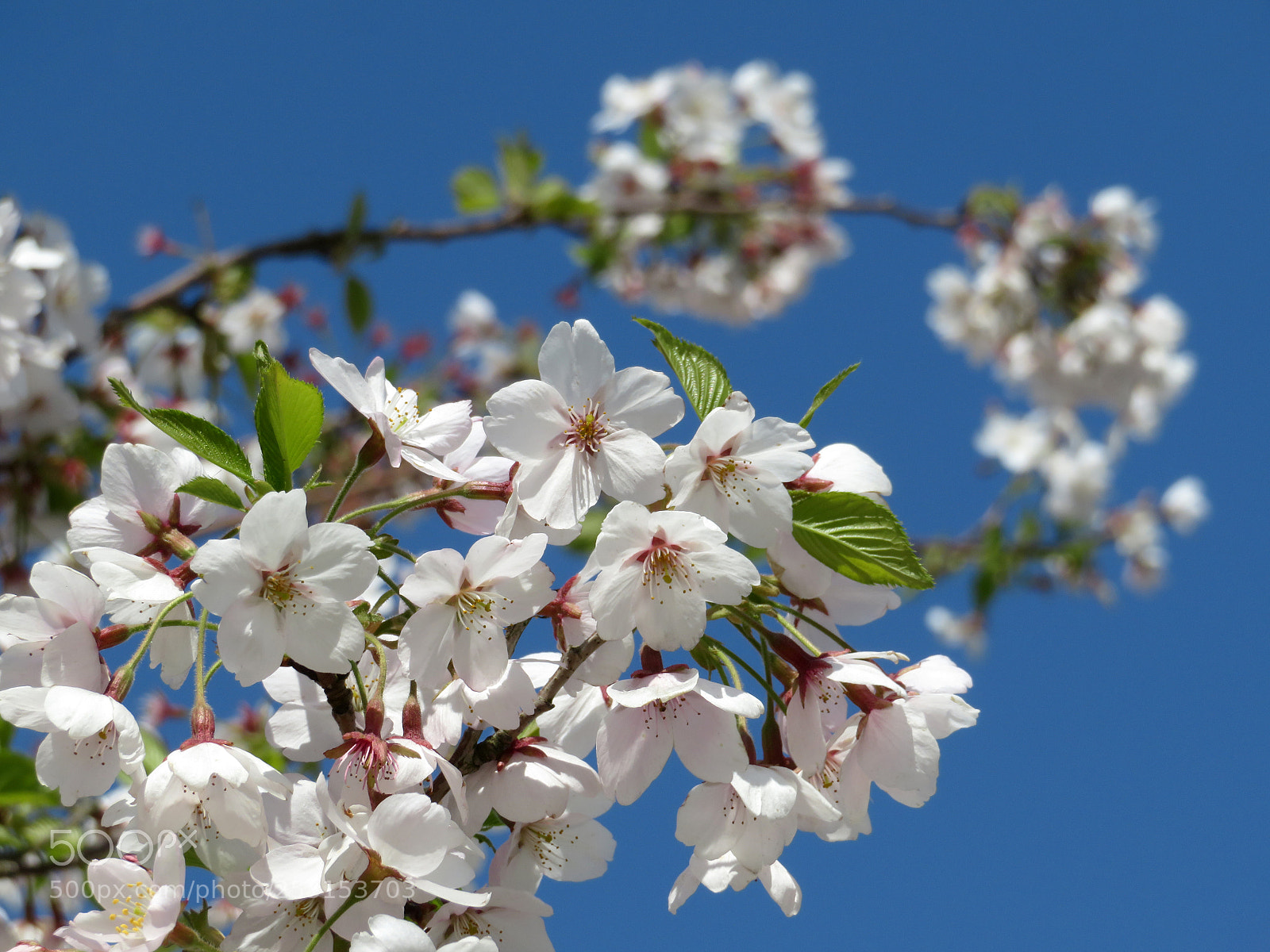 Canon PowerShot SX720 HS sample photo. Blooming april photography