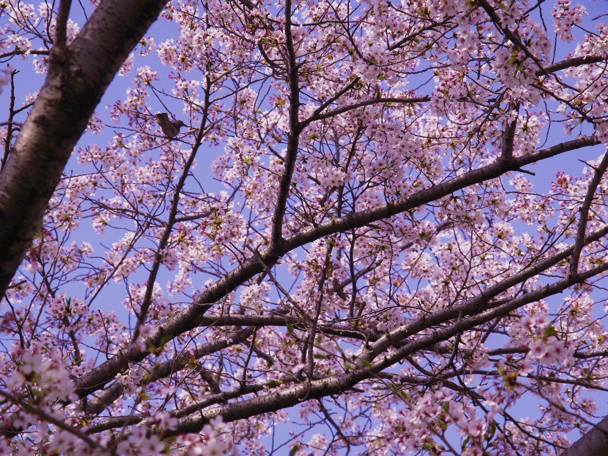 Pentax K-01 sample photo. Sakura japan photography