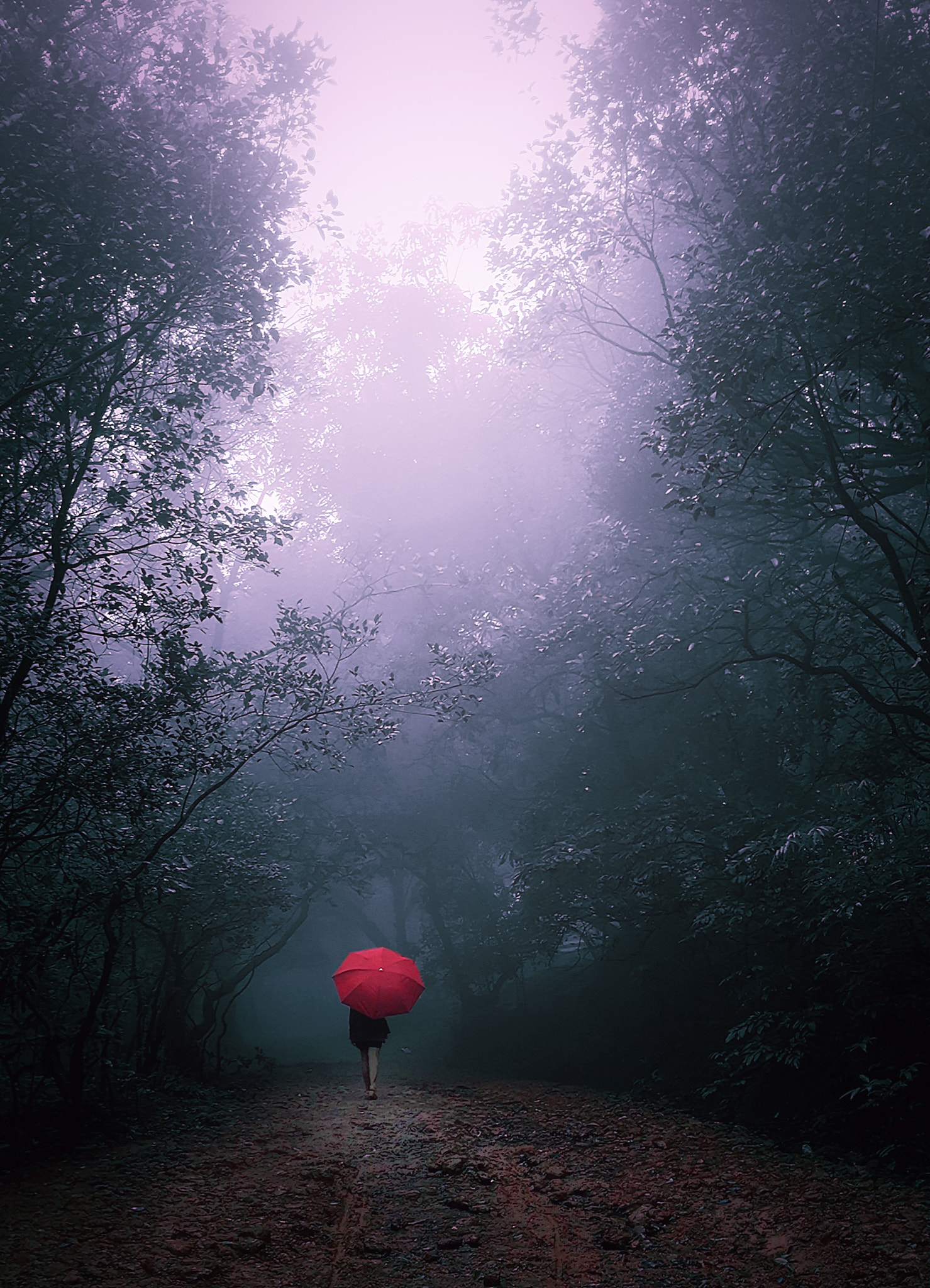 ASUS Z01BDB sample photo. Lost in the woods photography