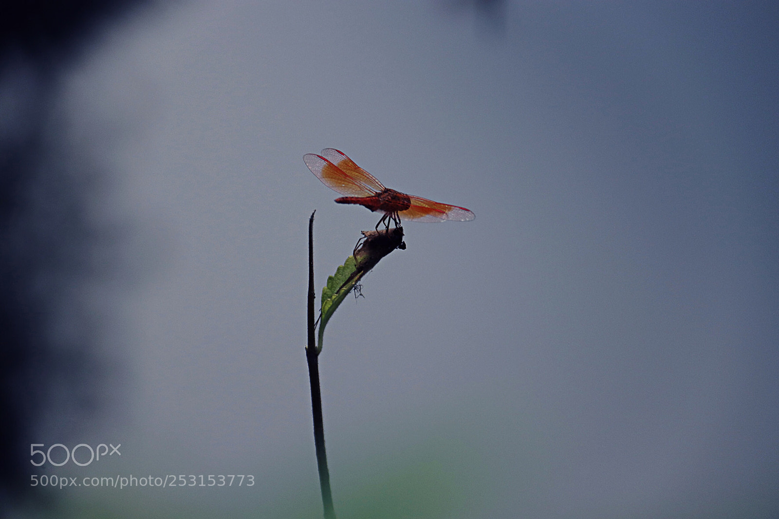 Canon EOS 800D (EOS Rebel T7i / EOS Kiss X9i) sample photo. #little fins photography