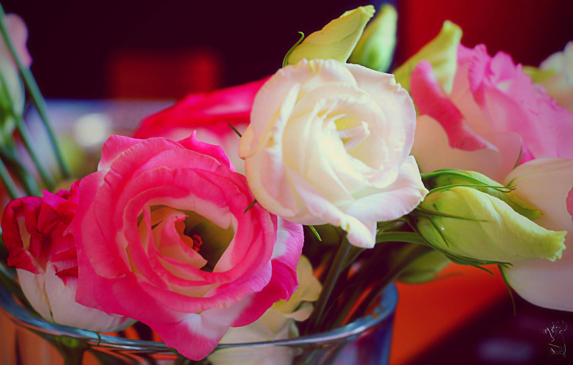 Canon EOS 650D (EOS Rebel T4i / EOS Kiss X6i) sample photo. Lisianthus photography