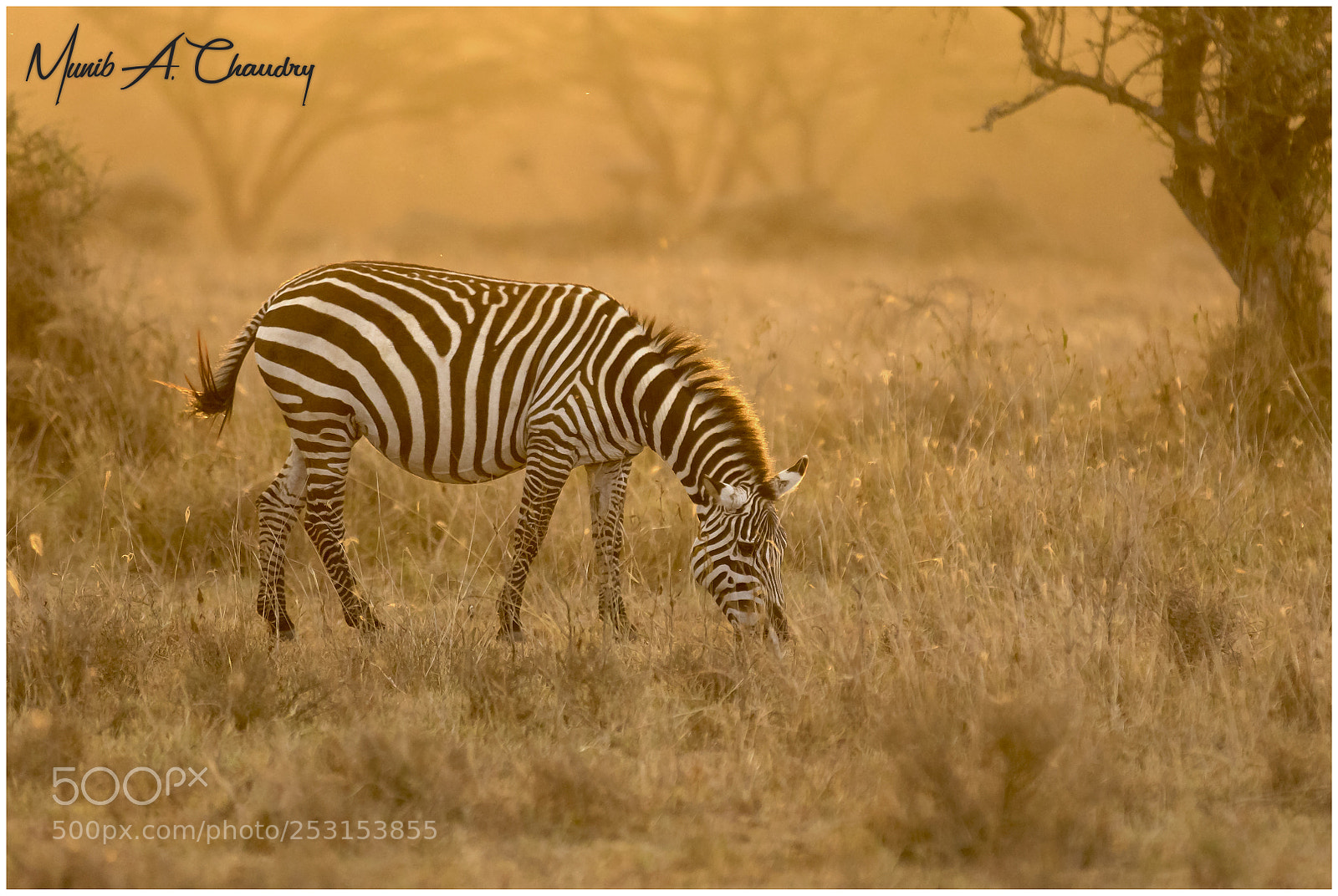 Canon EOS 7D Mark II sample photo. The golden stripes! photography