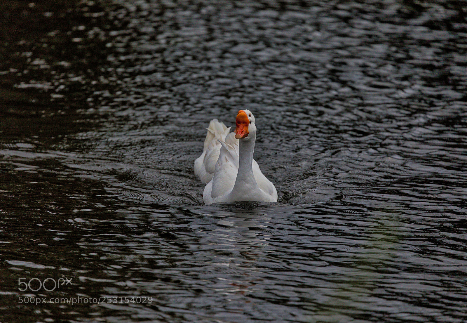Canon EOS 5D Mark IV sample photo. Goose photography