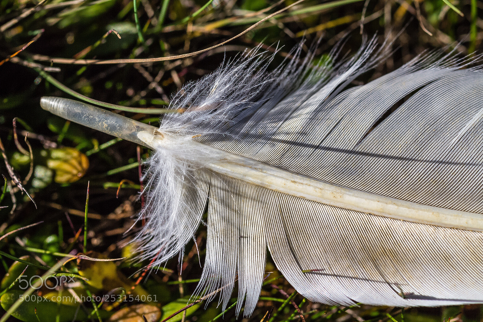 Canon EOS 60D sample photo. Feather photography