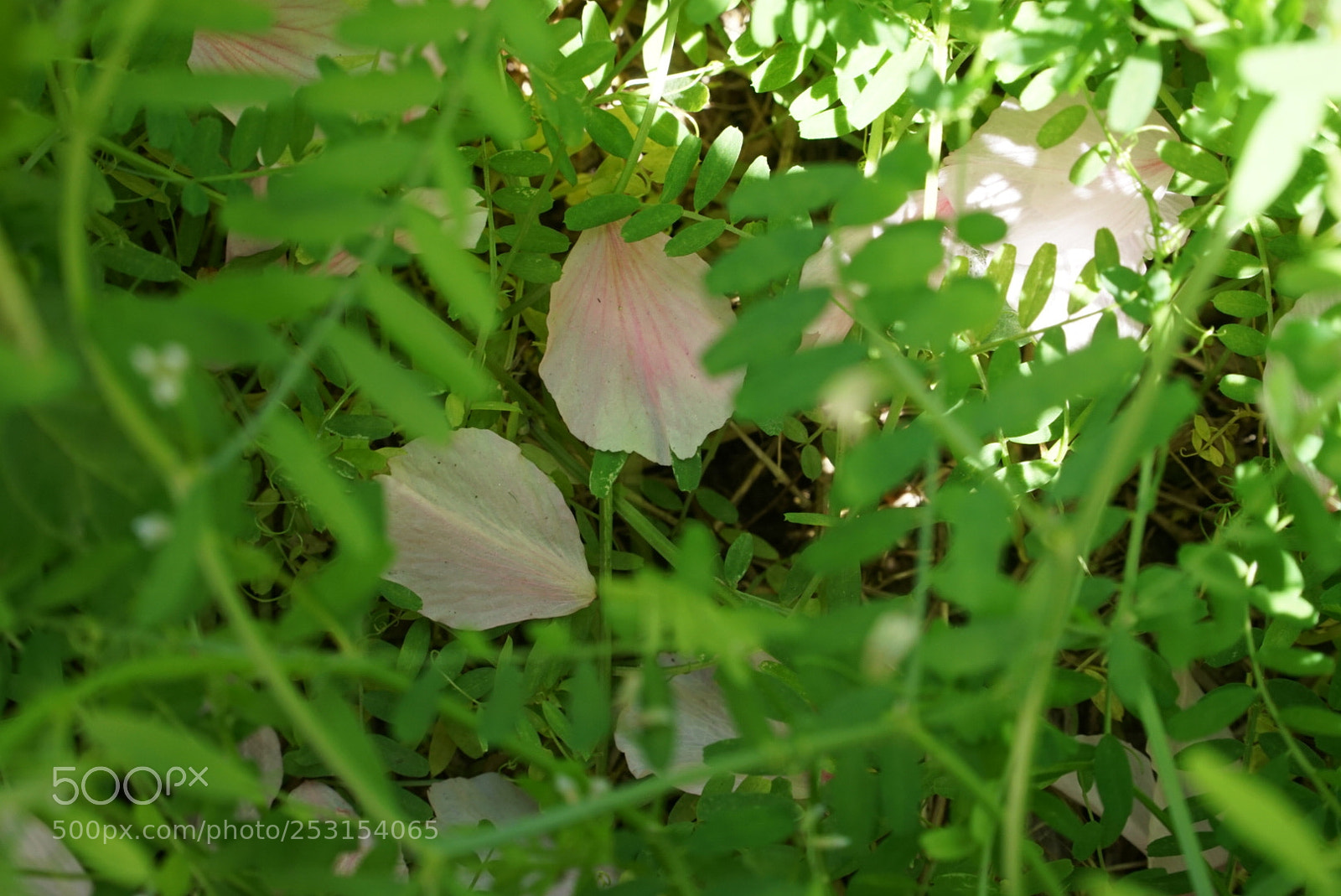Sony a6000 sample photo. 春天 photography