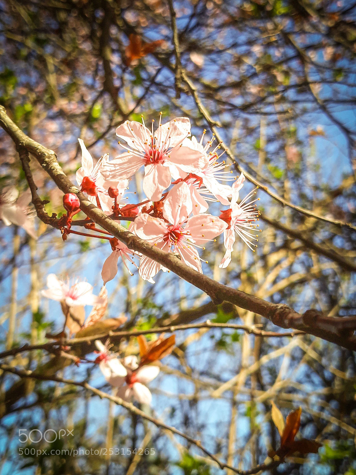 Samsung Galaxy J5 sample photo. Untitled photography