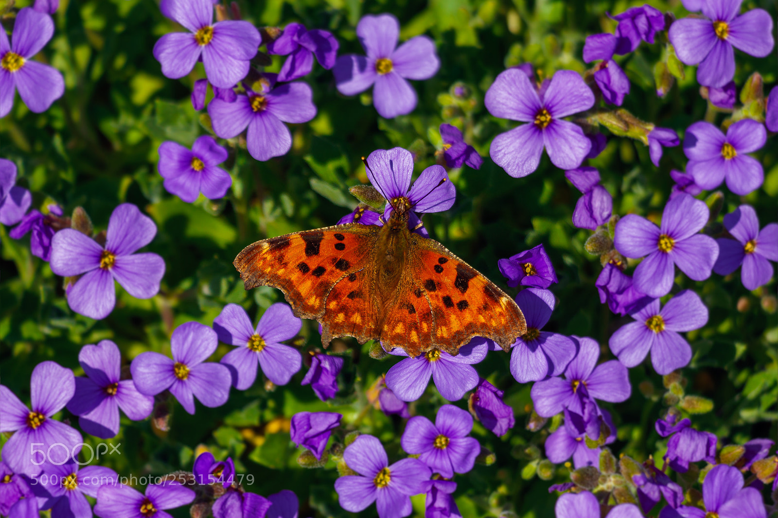 Canon EOS 80D sample photo. Polygonia c-album photography