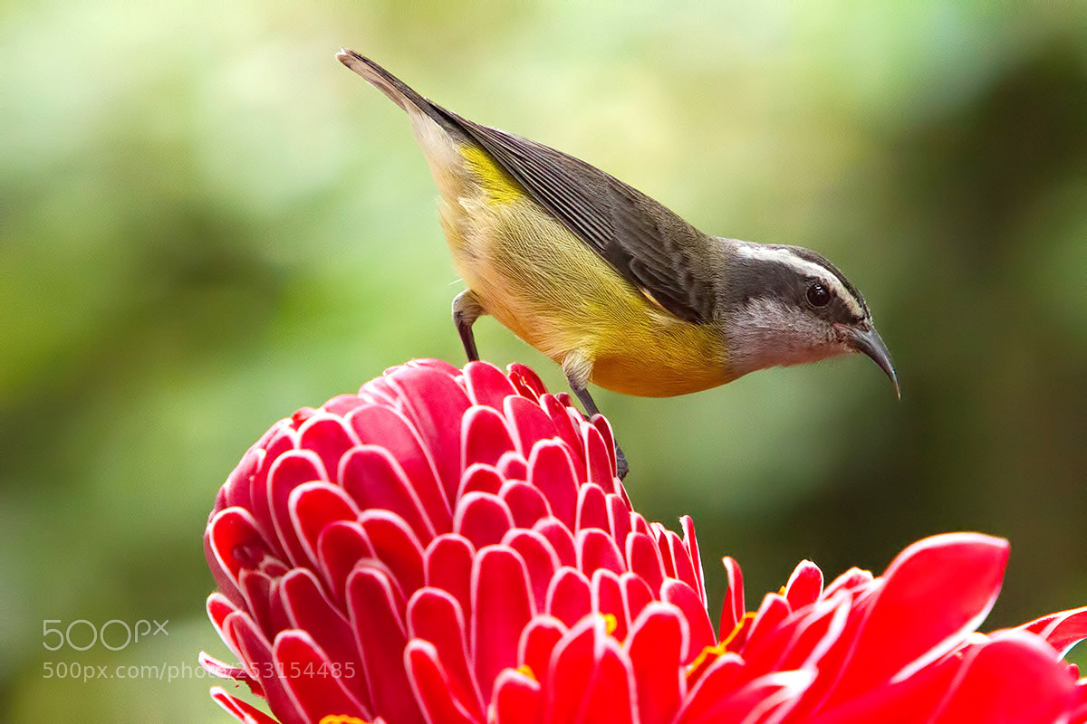 Canon EOS 7D sample photo. Bananaquit photography
