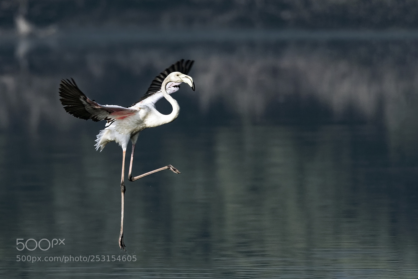Canon EOS 7D Mark II sample photo. Greater flamingo photography