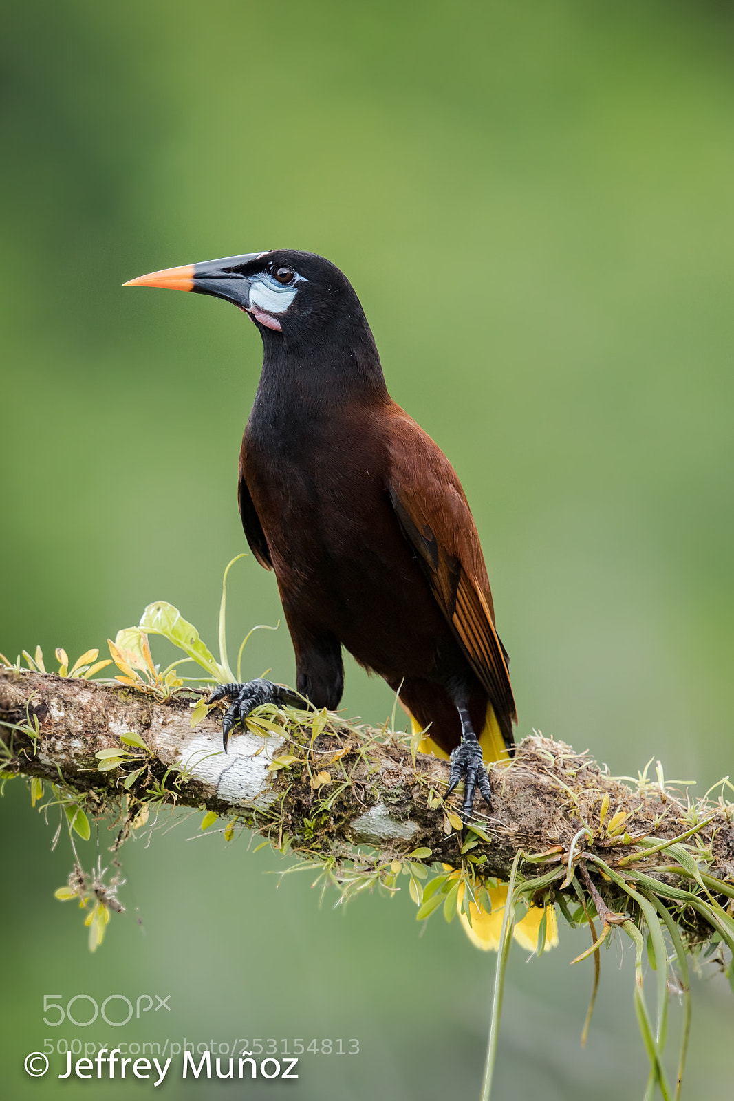 Canon EOS 5D Mark IV sample photo. Montezuma oropendola photography