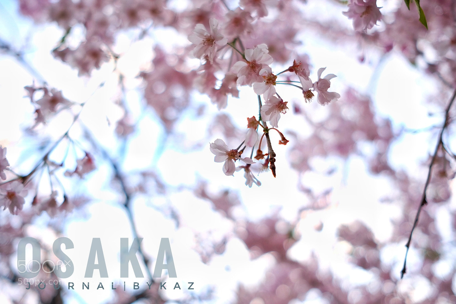 Fujifilm X-T1 sample photo. Sakura flower photography