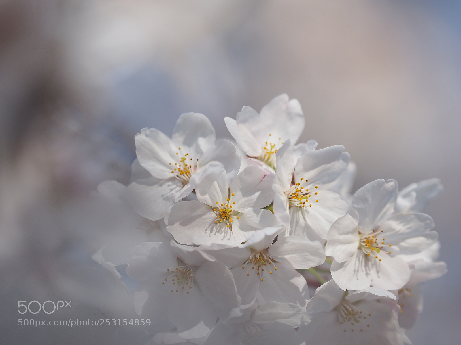 Olympus OM-D E-M1 sample photo. Cherry blossom photography